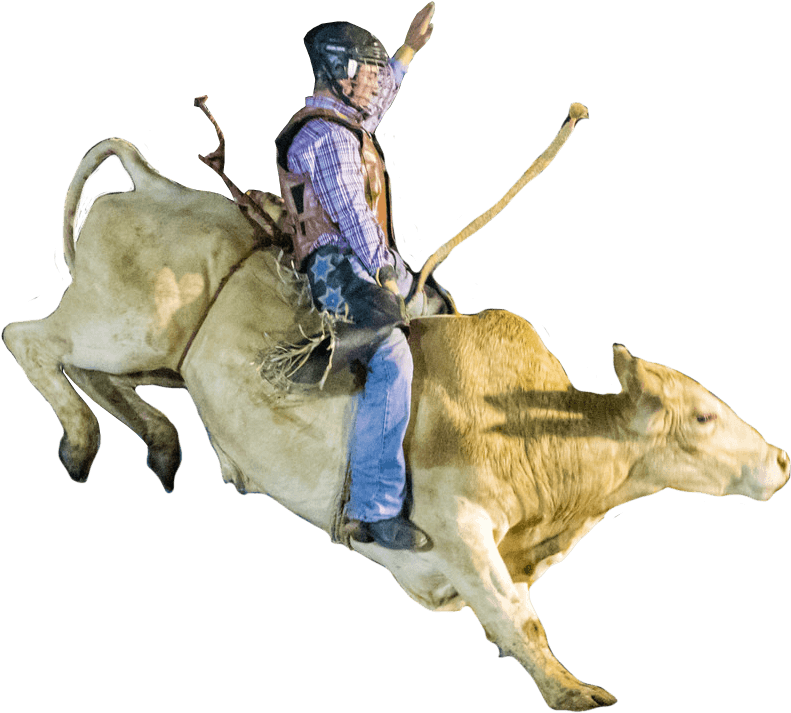 Rodeo Bull Riding Action PNG