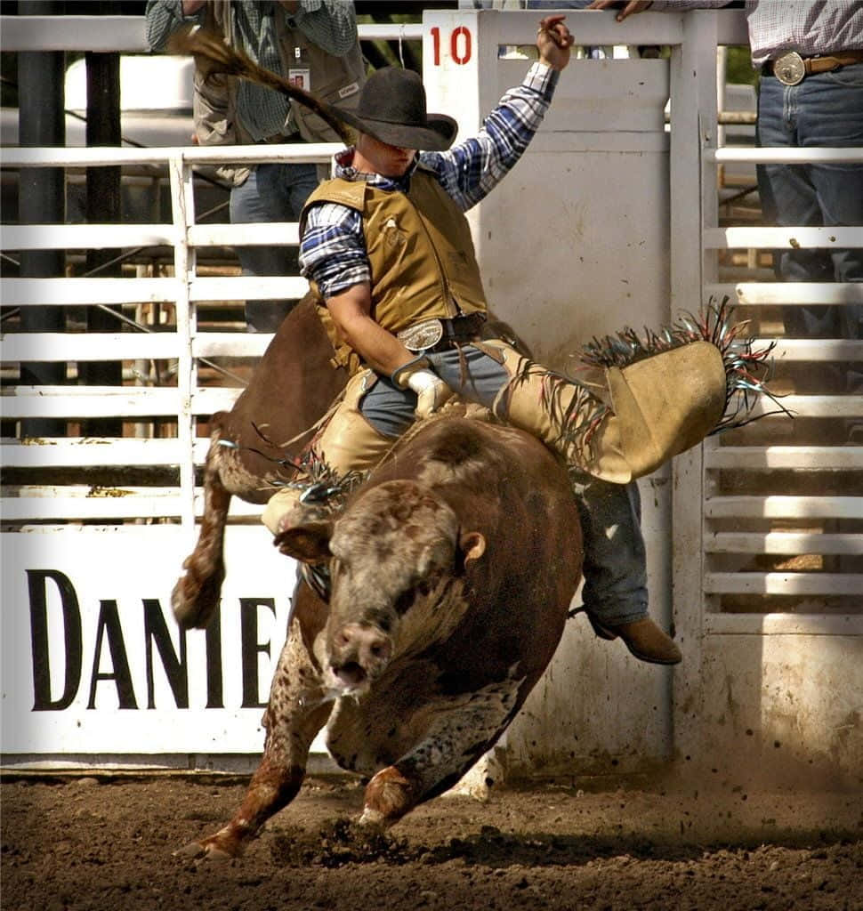 Bronc rider ready to clean house at the rodeo. Wallpaper