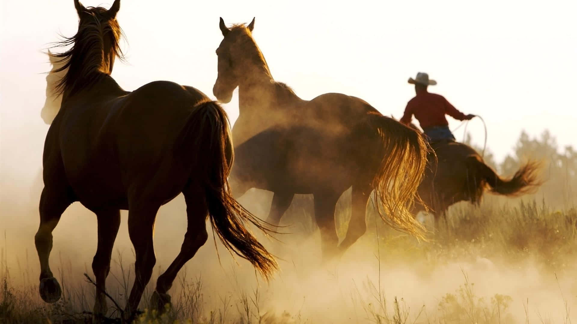 Einewilde Rodeo-fahrt Auf Einem Broncobuckelnden Wilden Pferd Wallpaper