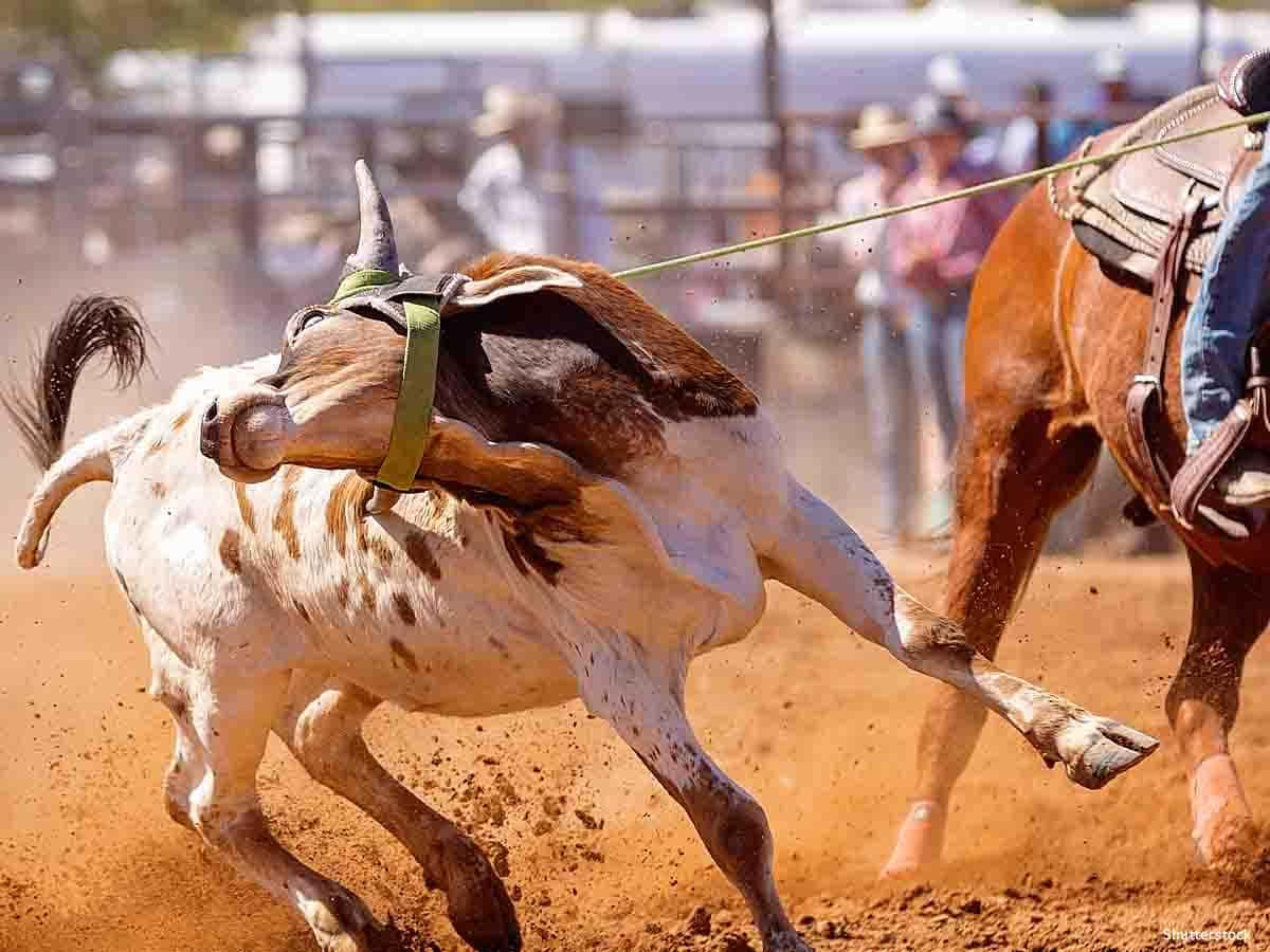 A Cowboy Is Lassoing A Bull At A Rodeo