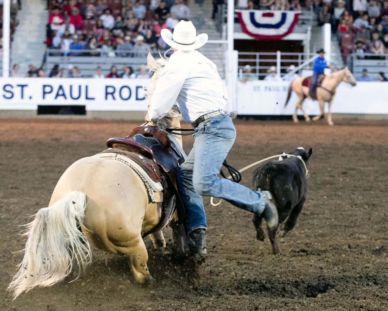 An enterprising bull rider prepares to take the plunge during a high stakes rodeo event