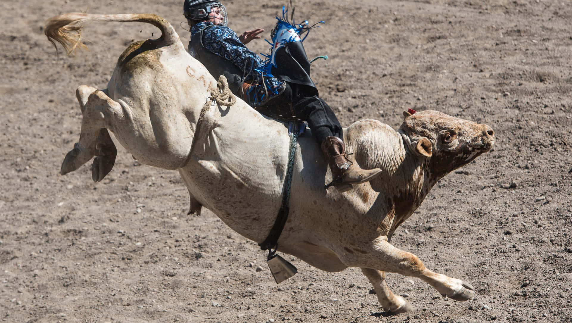"Steer Wrestler Going for the Finish at a Rodeo Event"