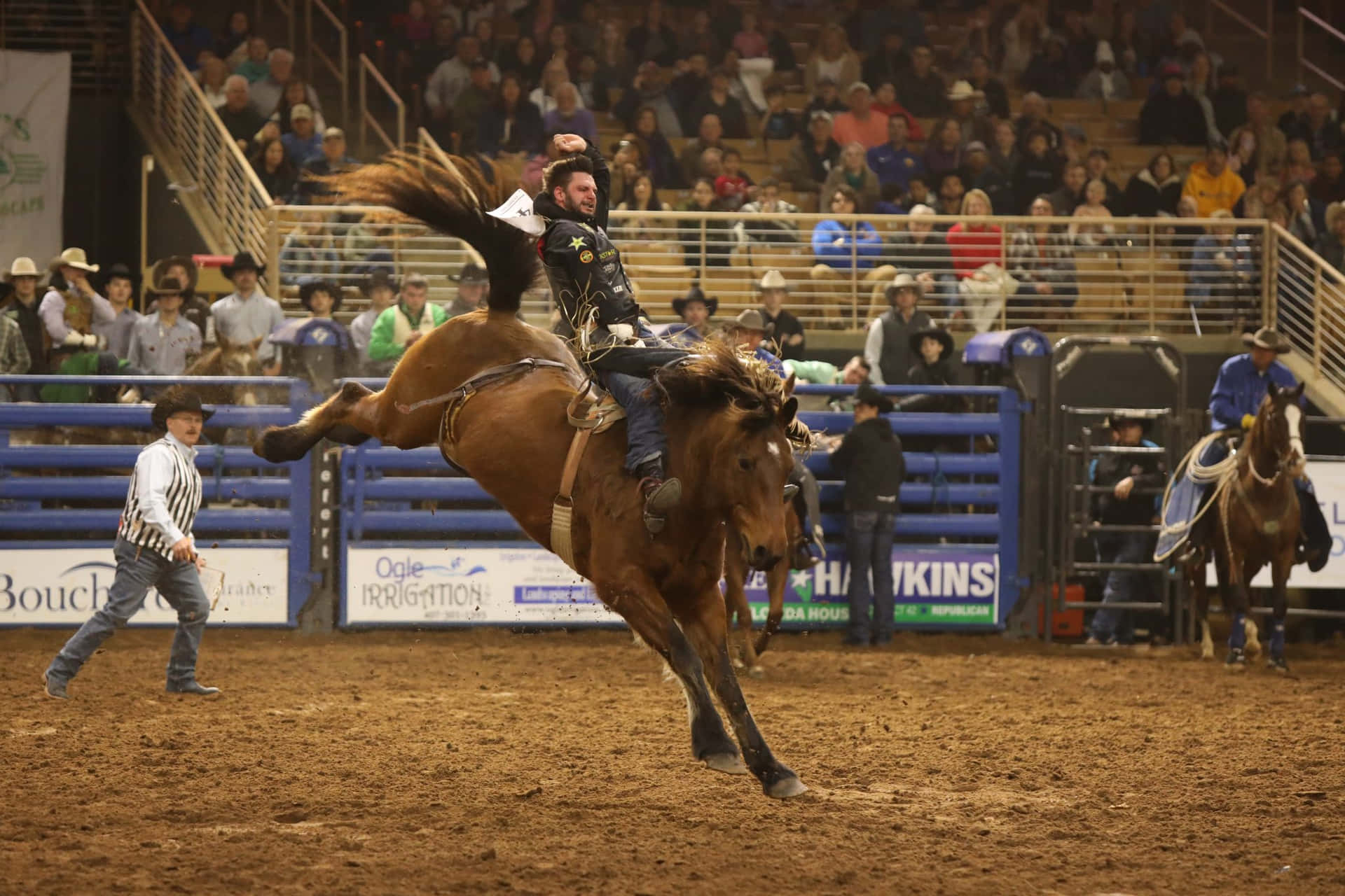 Step right up to the wild rodeo show!