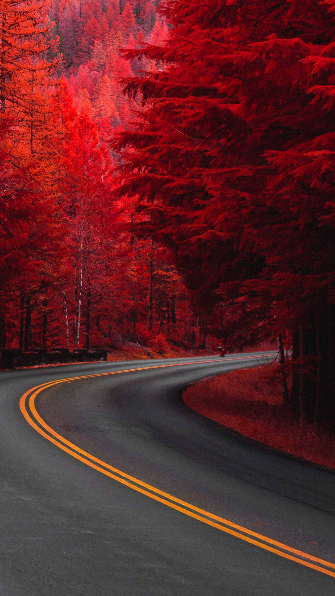 Rødt Træ Vej 4k Hd Mobil Wallpaper
