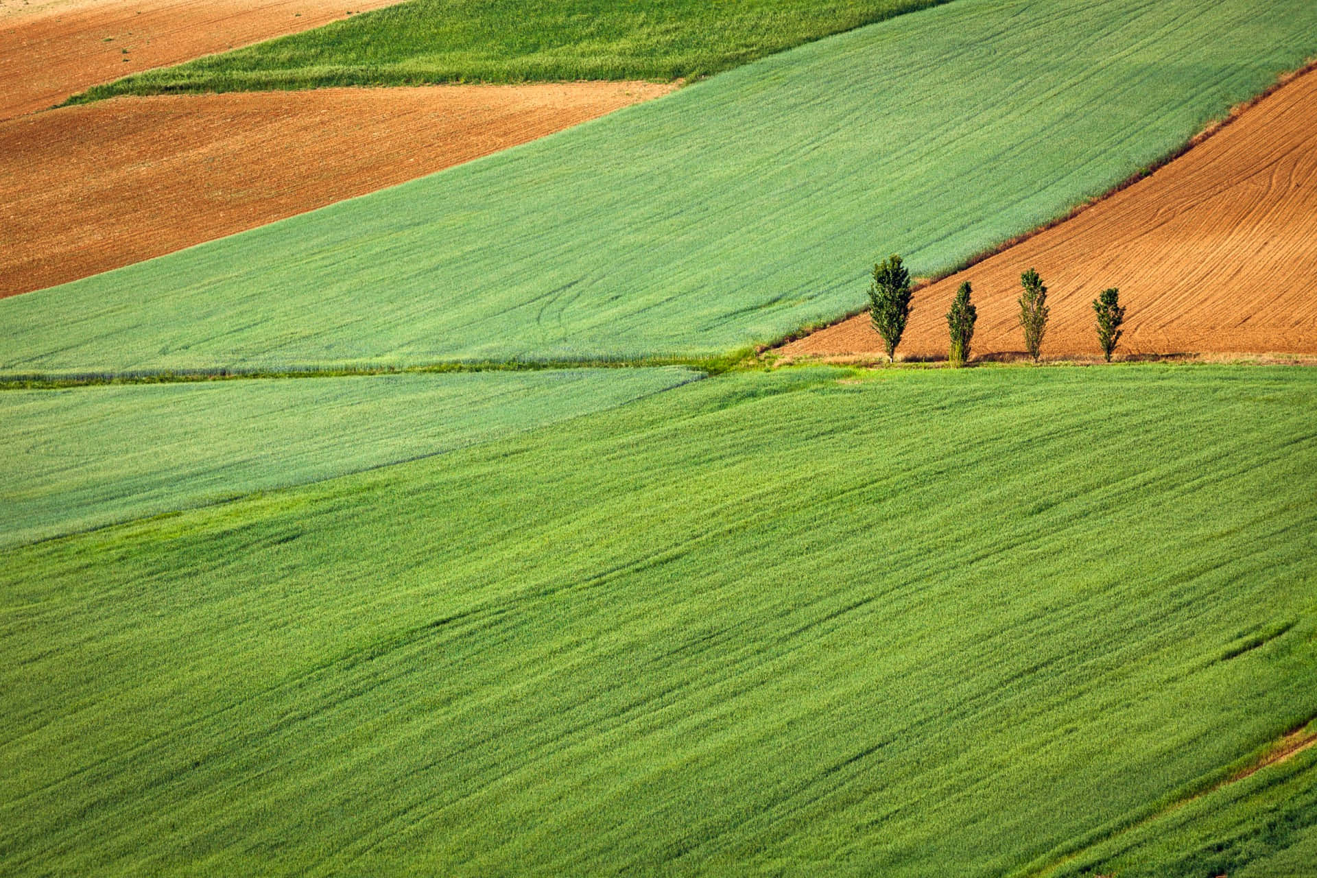 Rolling Farmland Greenand Brown Fields Wallpaper