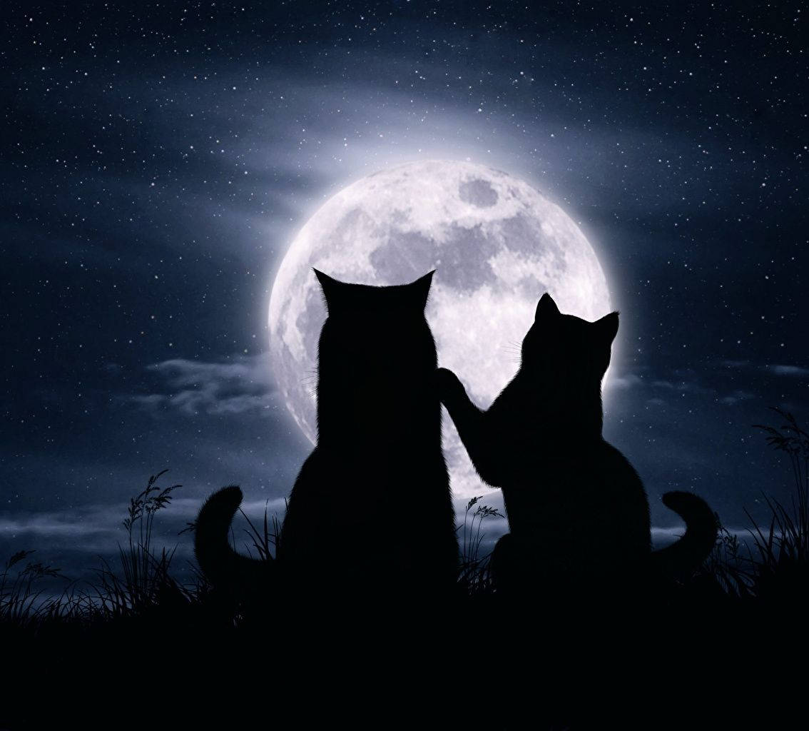 Romantic Cats With The Moon Wallpaper