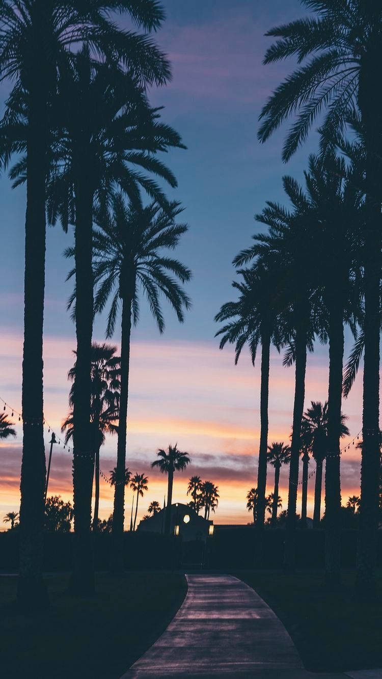 Romantic Evening With Palm Trees Wallpaper