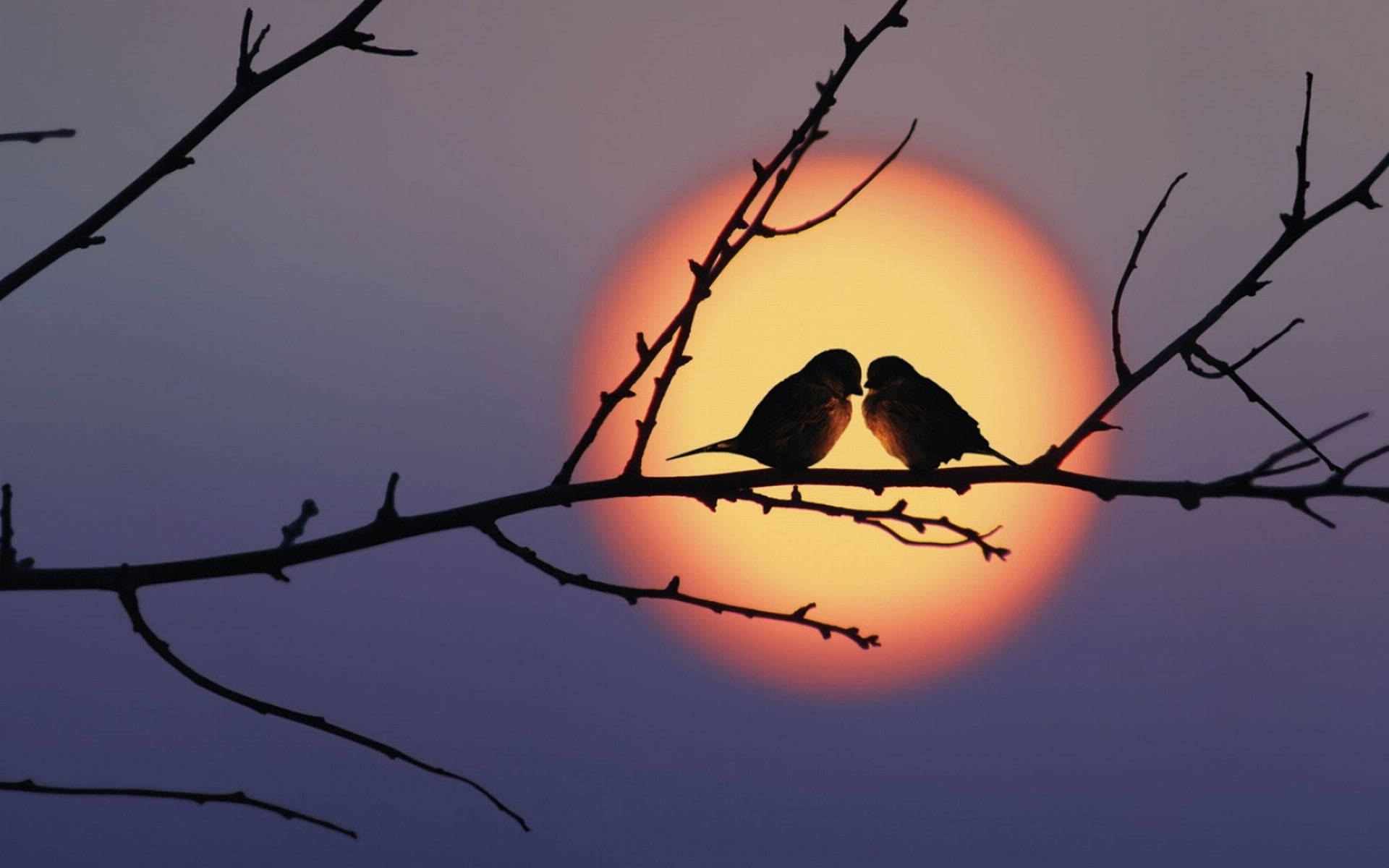 Romantic Love Birds On A Branch Wallpaper