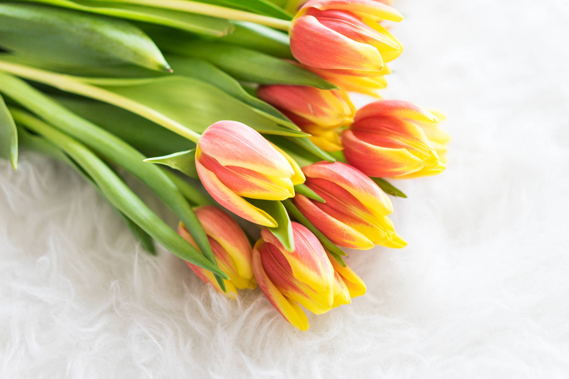 Romantic Love Flowers Pink And Yellow Tulips Wallpaper