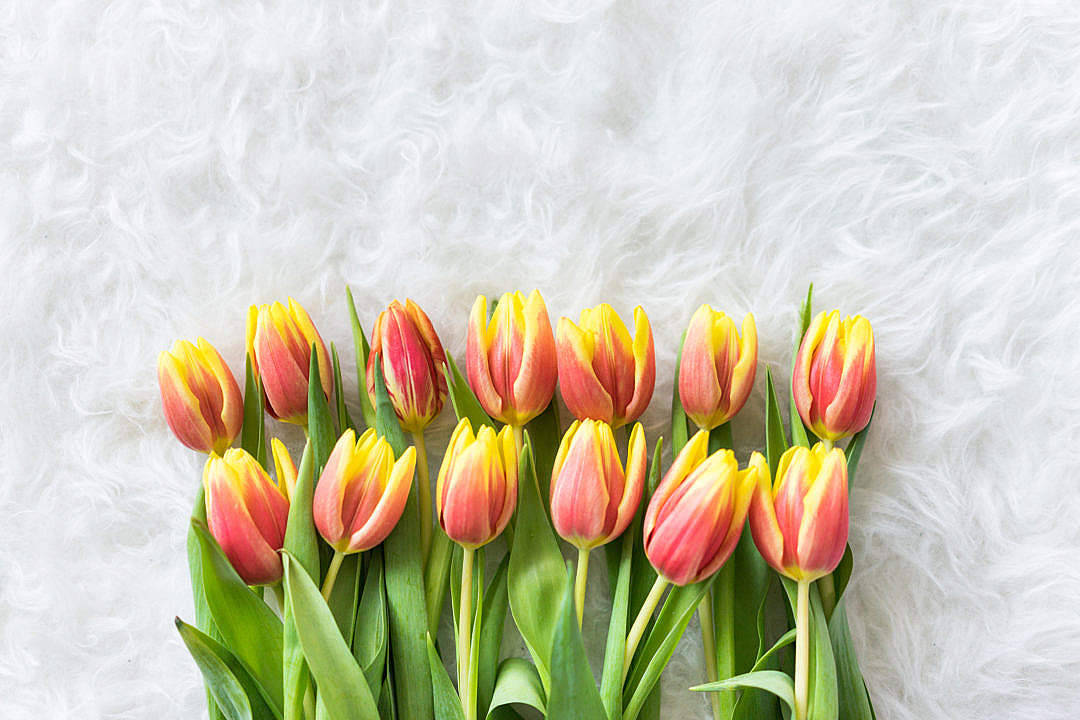 Romantic Love Flowers Rows Of Tulips Wallpaper