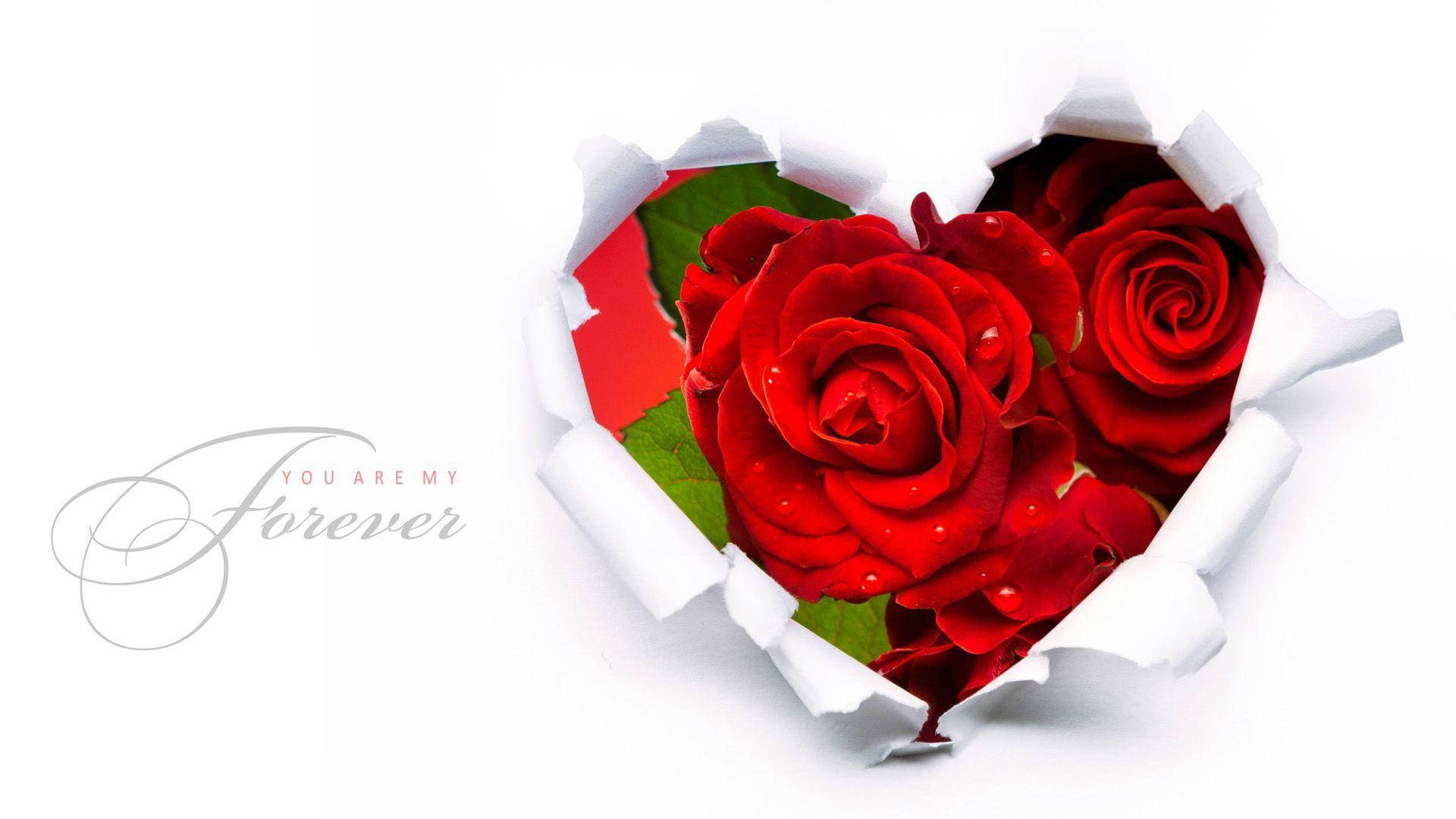 Romantic Love Rose Wallpaper
