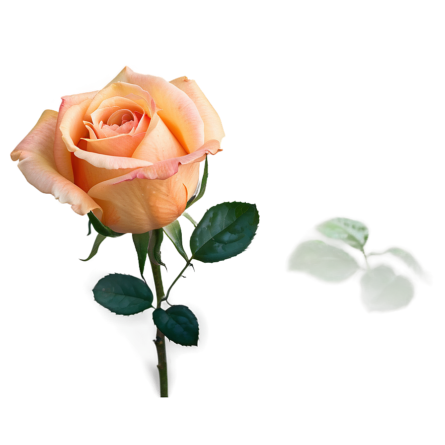 Romantic Orange Rose Png 06122024 PNG