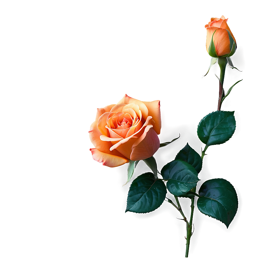 Romantic Orange Rose Png 72 PNG