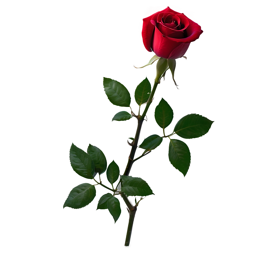 Romantic Red Rose Png Qef56 PNG