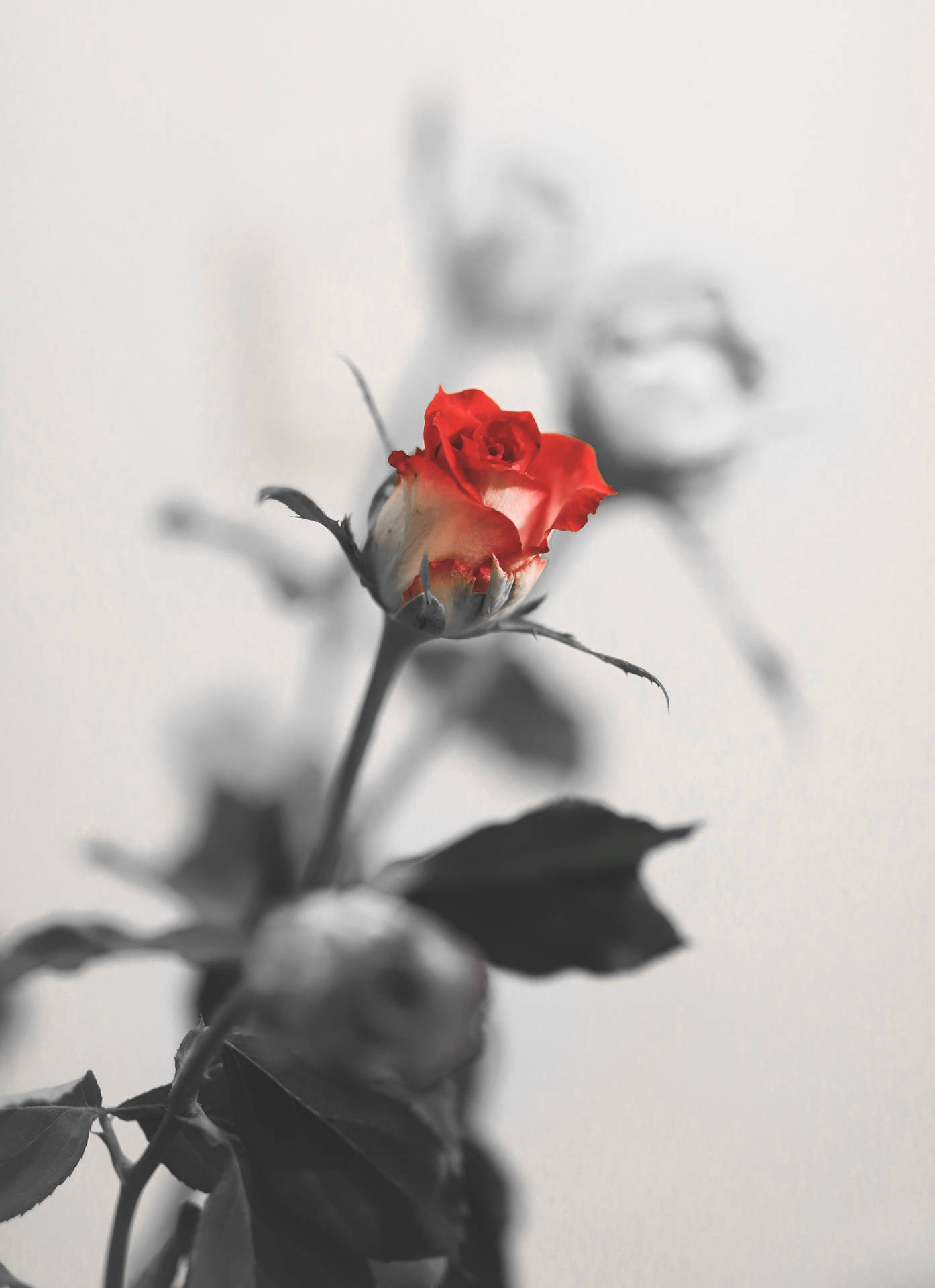 Romantisk Rose 3775 X 5200 Wallpaper