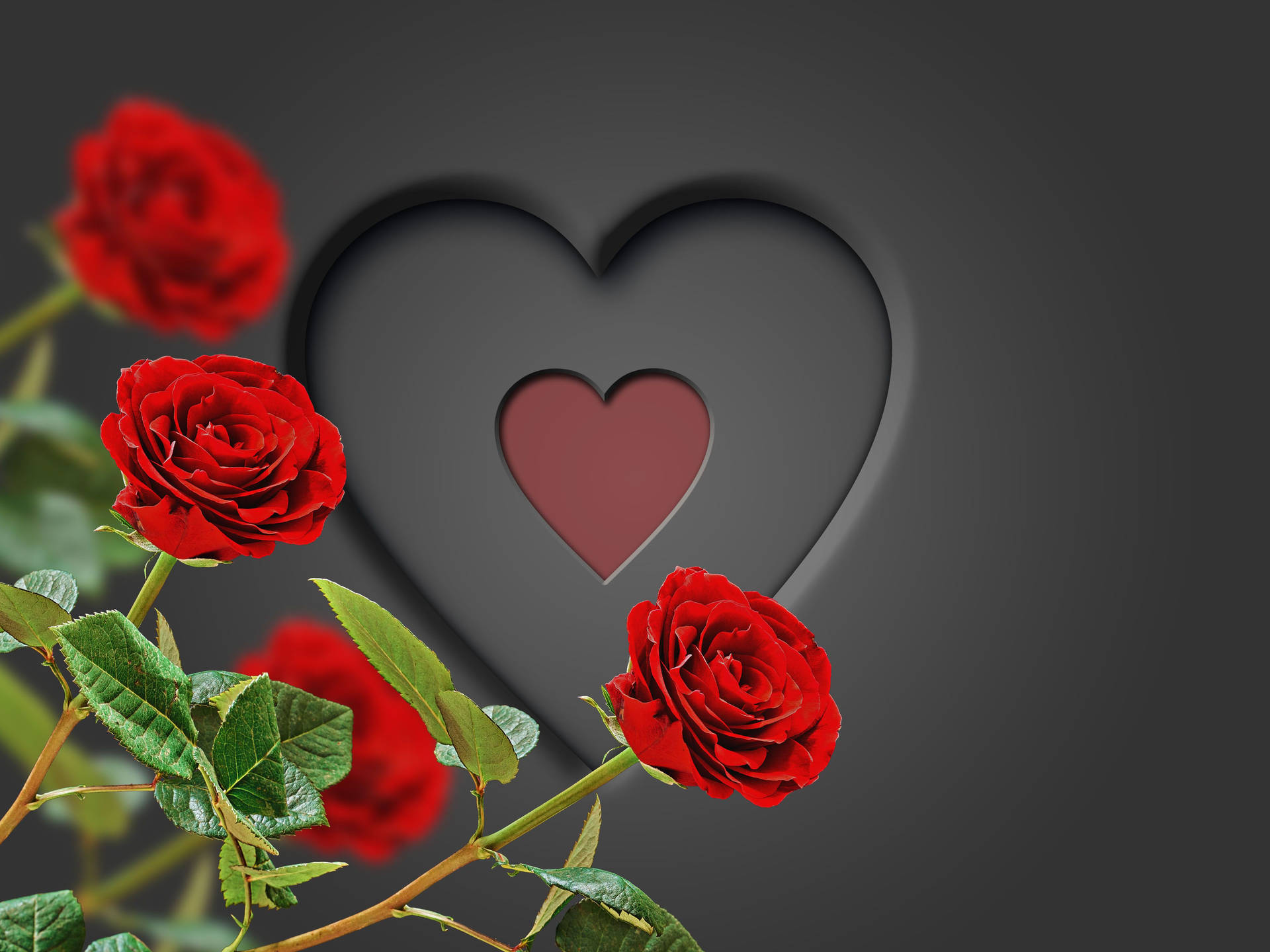 Romantisk Rose Sort Hjerte Wallpaper