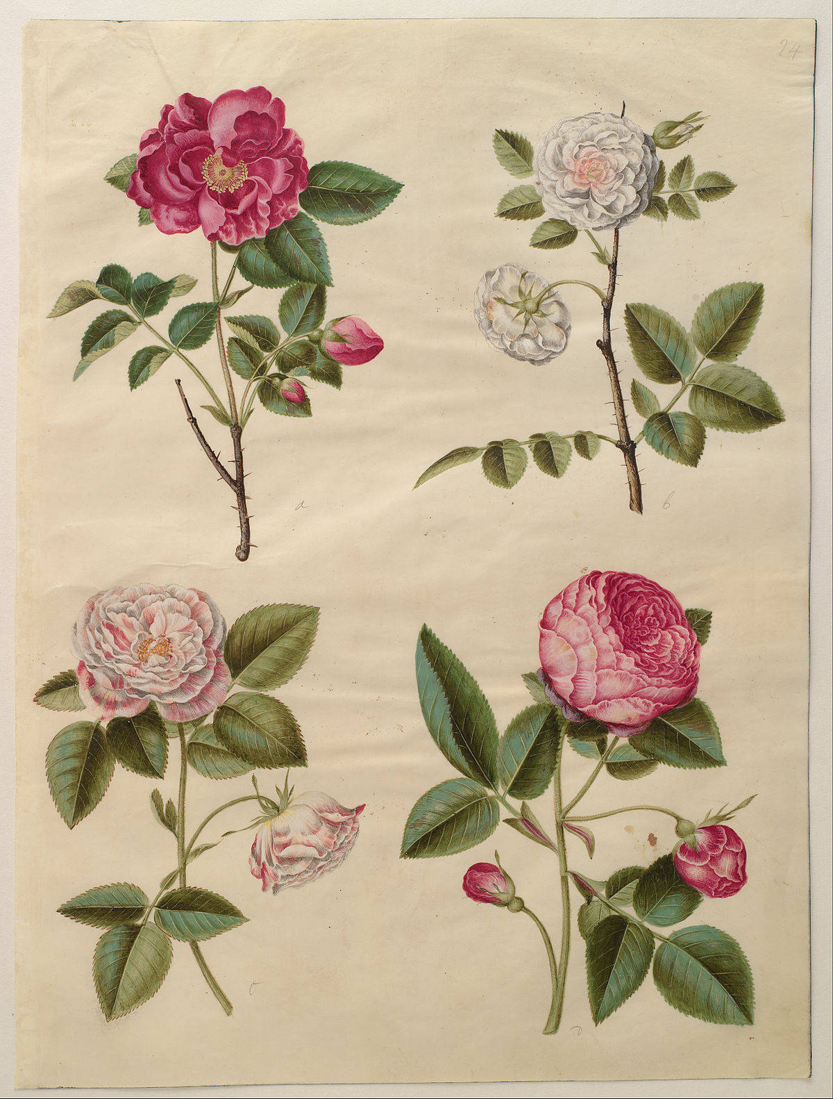 Romantic Rose Drawings Wallpaper