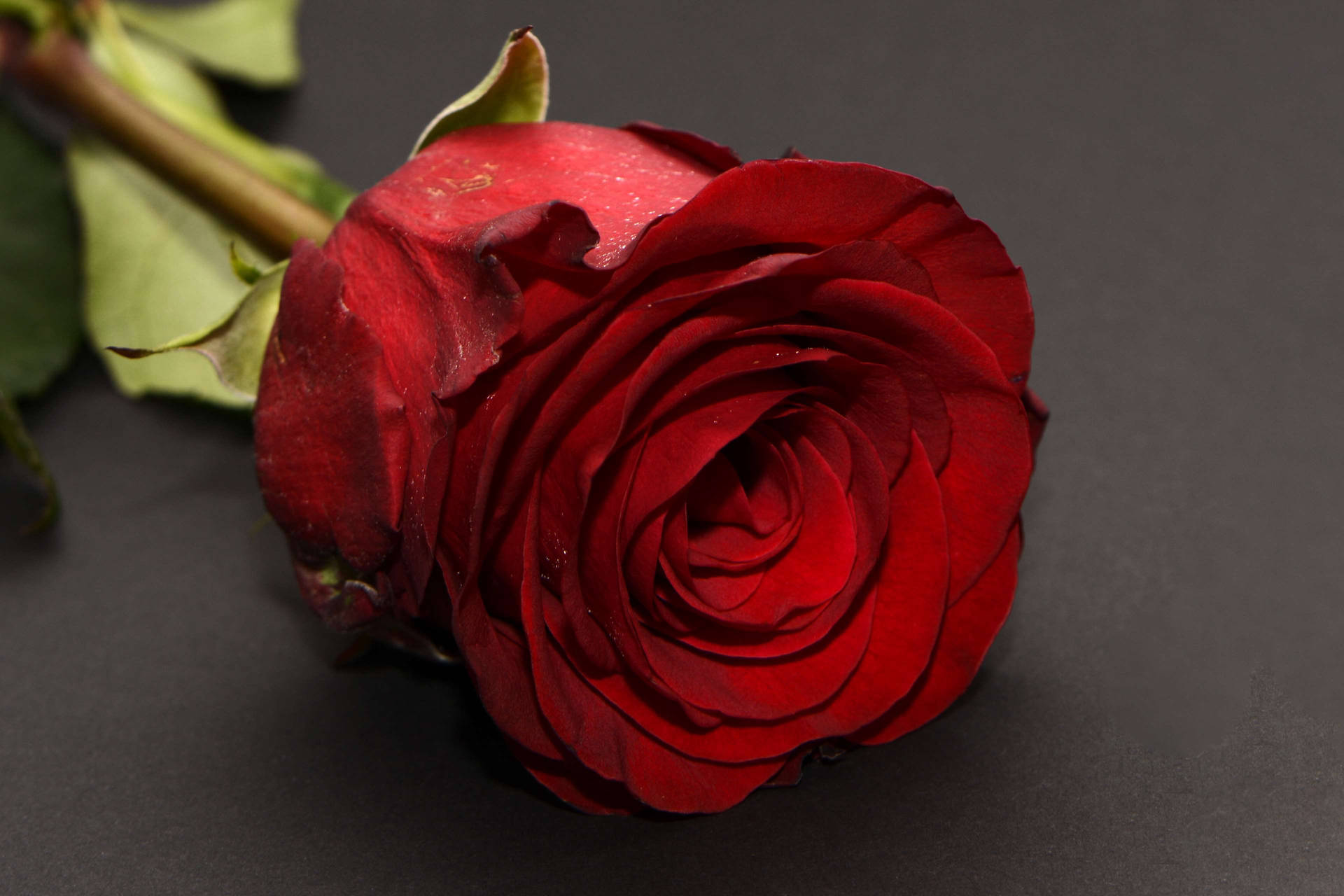 Rosa Romantica Su Una Superficie Grigia Sfondo