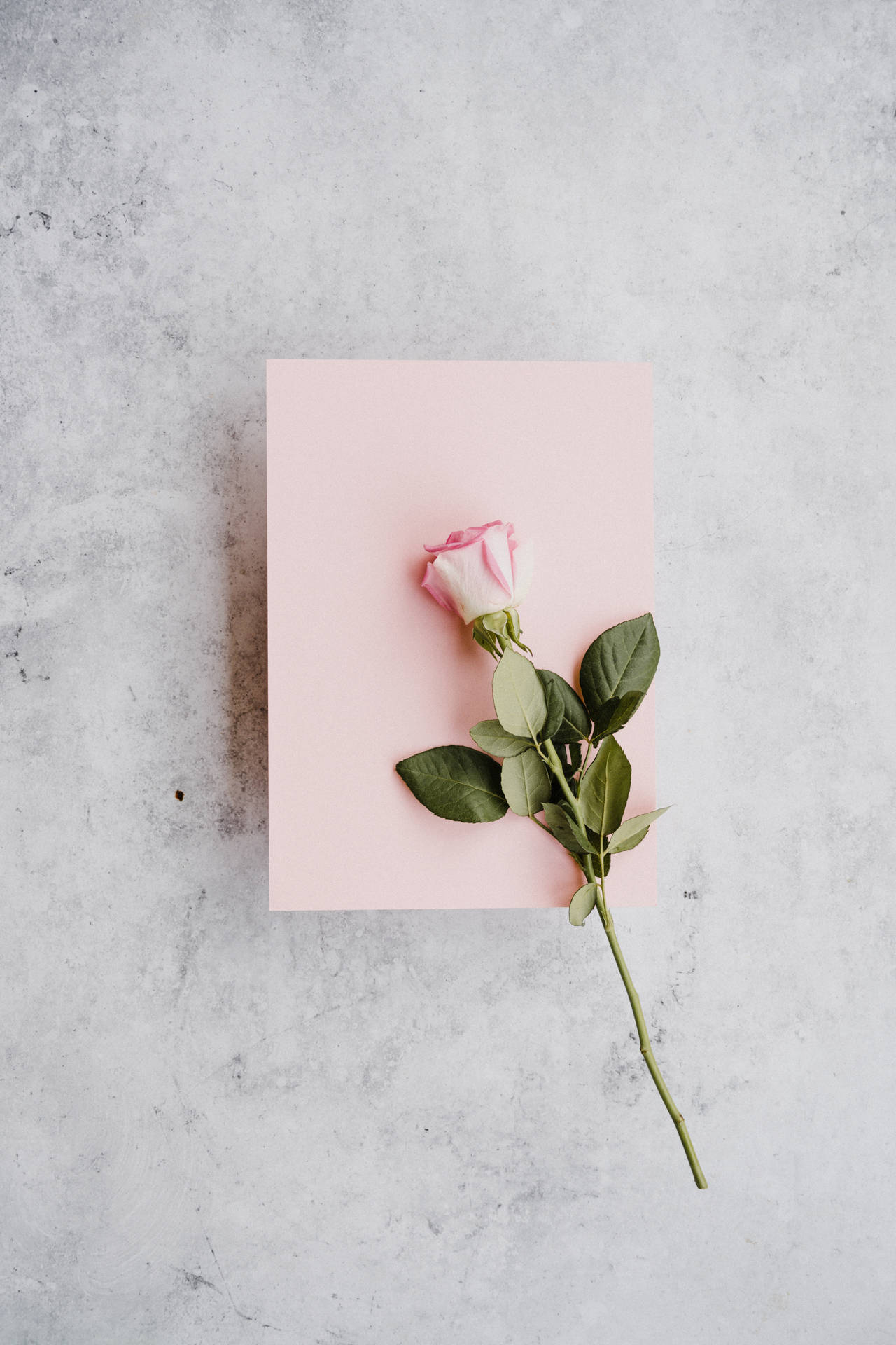 Romantisk Rose På Et Lyserødt Papir Wallpaper