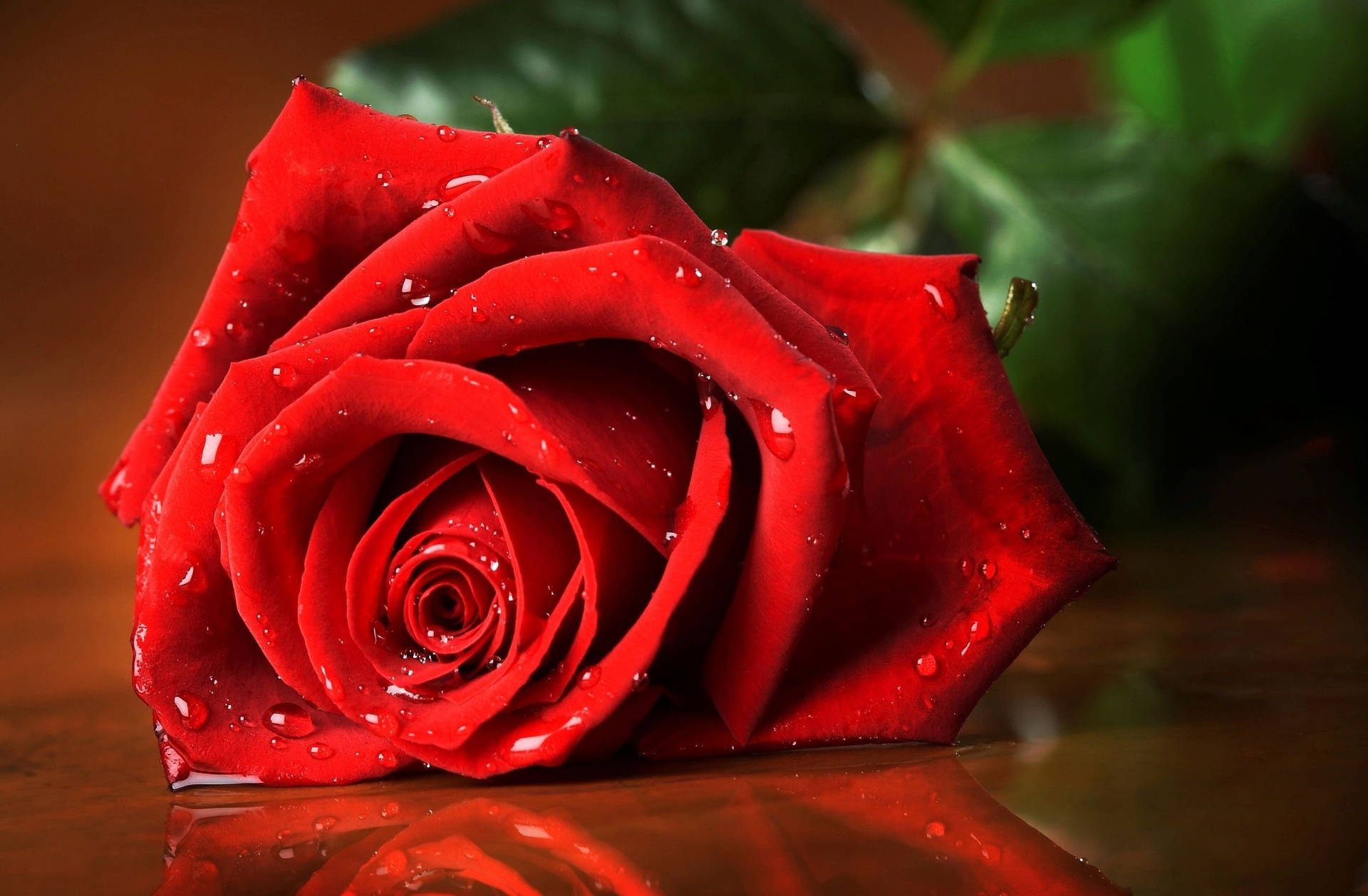 Romantic Rose With Mildew Wallpaper