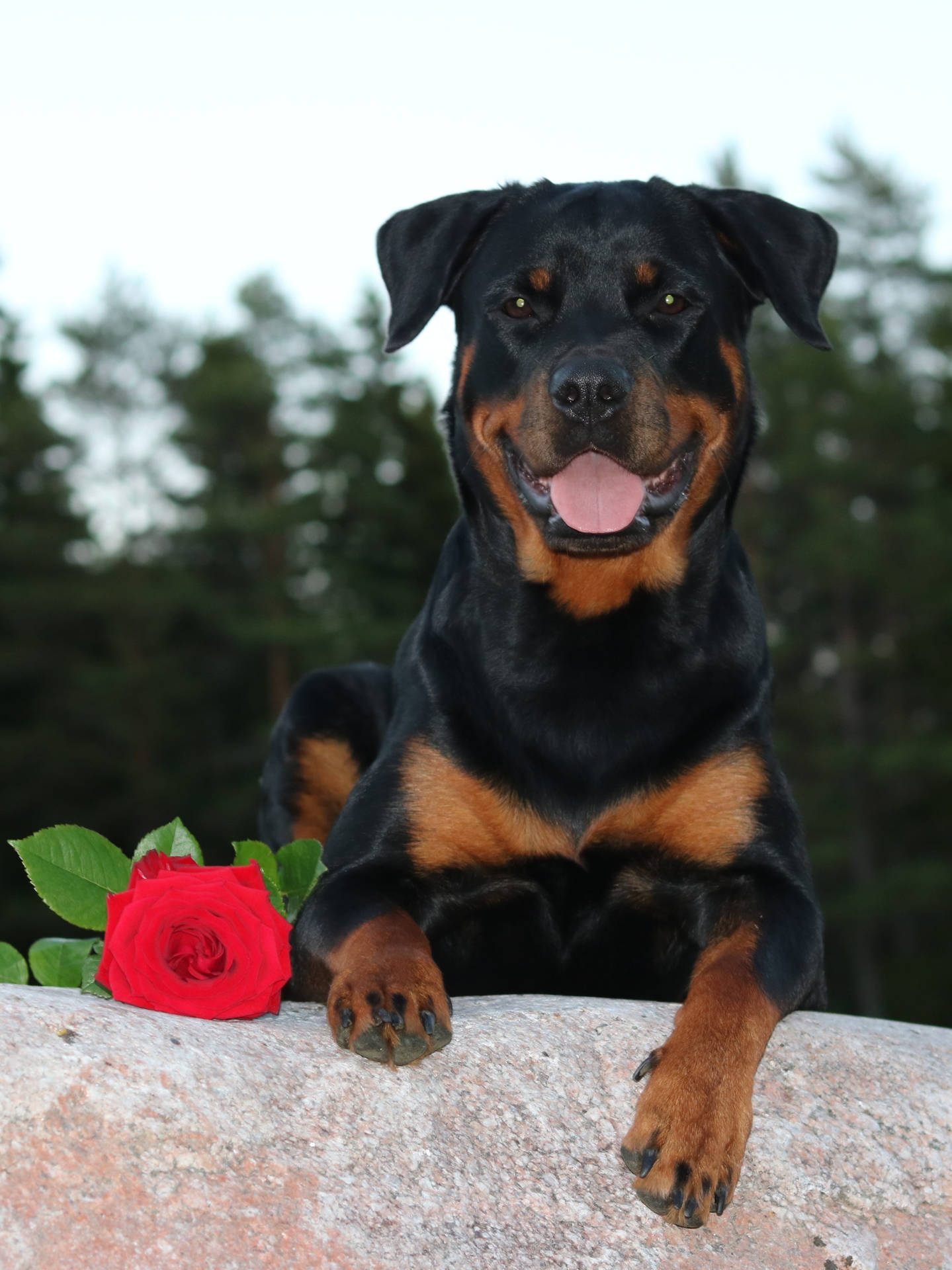 Romantic Rottweiler Dog With Rose Wallpaper