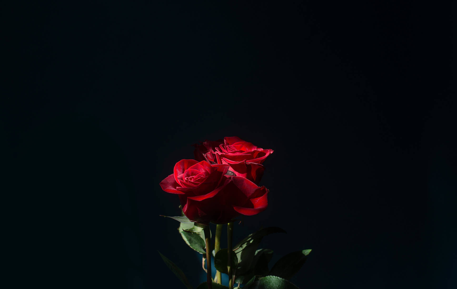 Romantisk Rød Rose Blomst Wallpaper