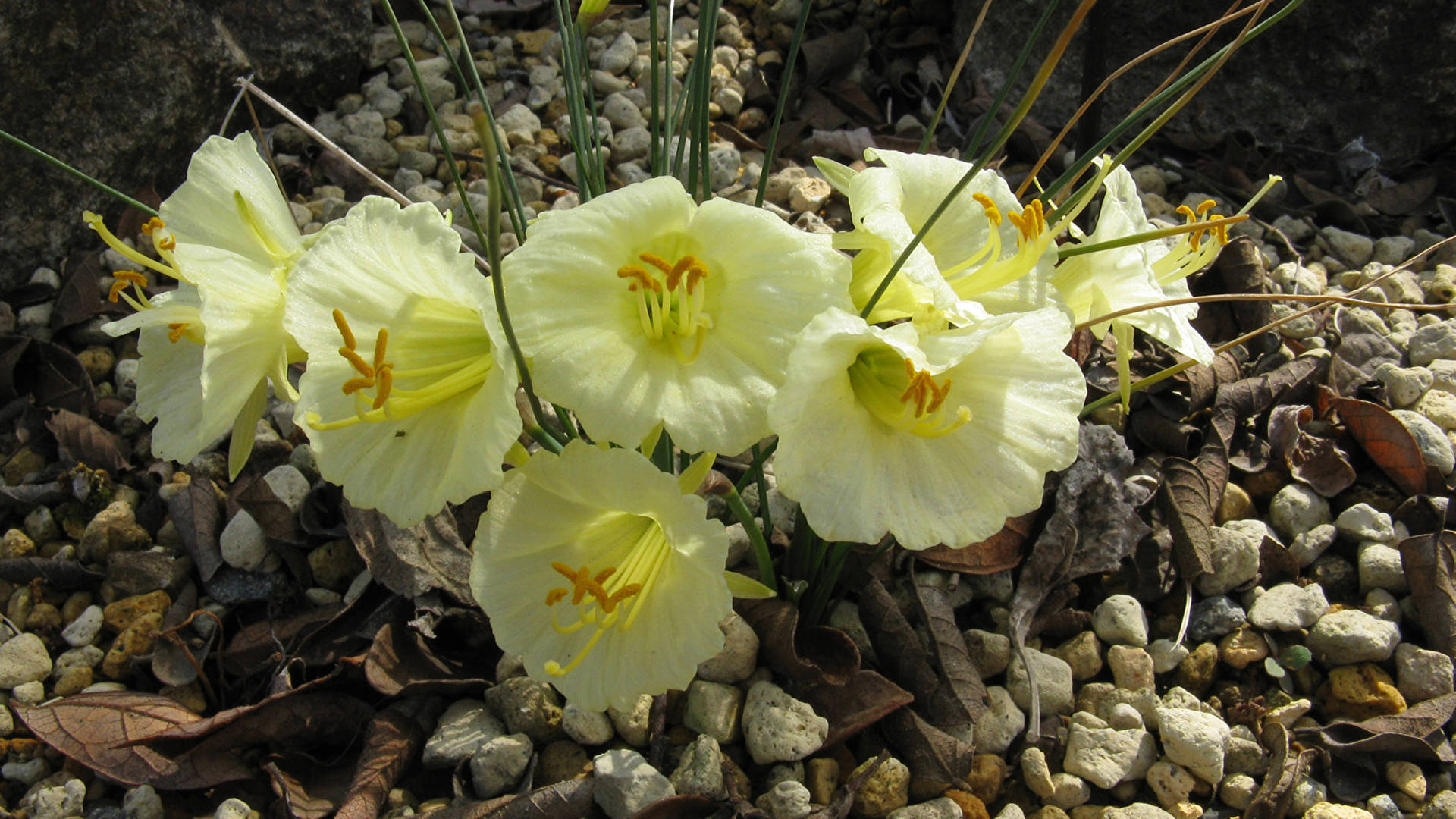 Romieuxii Narcissus Flowers