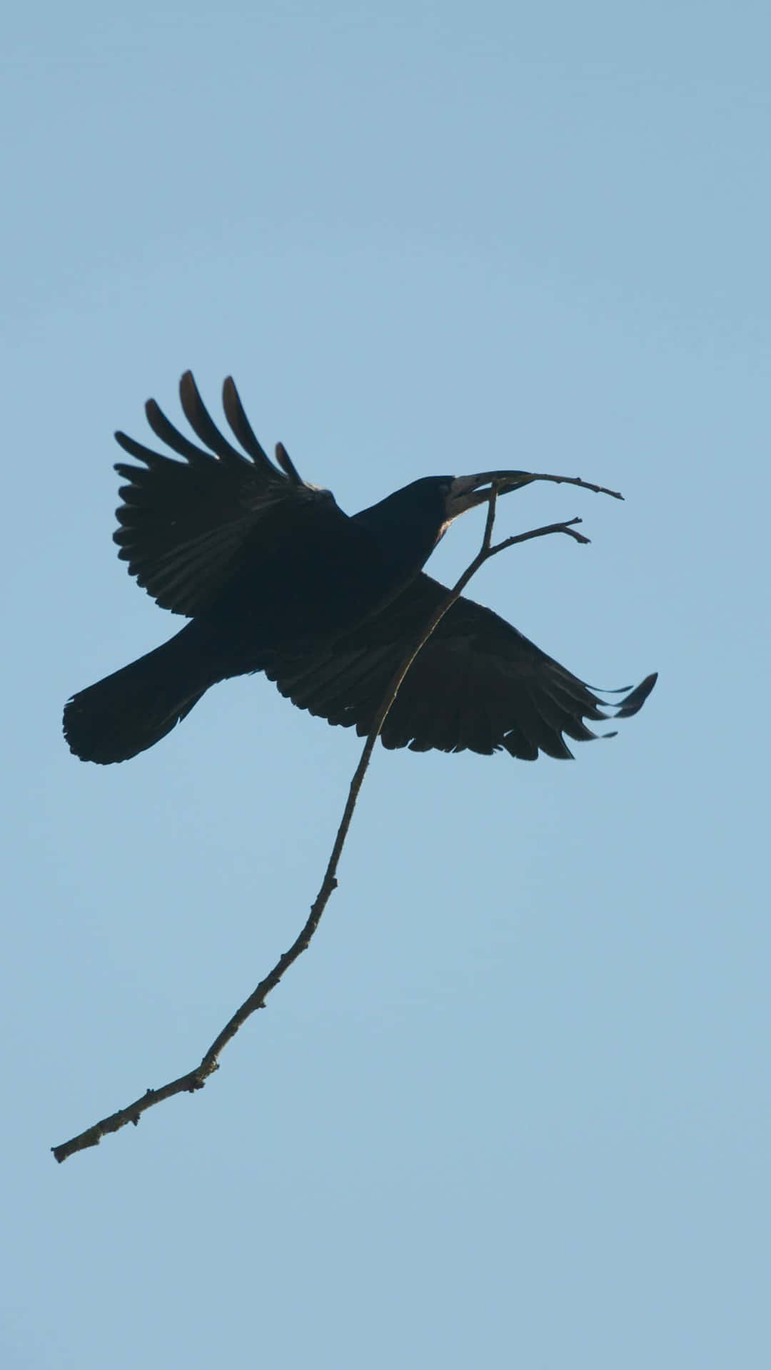 Rook Bird Carrying Twig Midflight Wallpaper