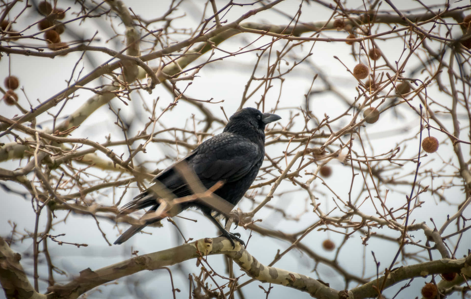 Rook Bird Perchedin Winter Branches Wallpaper