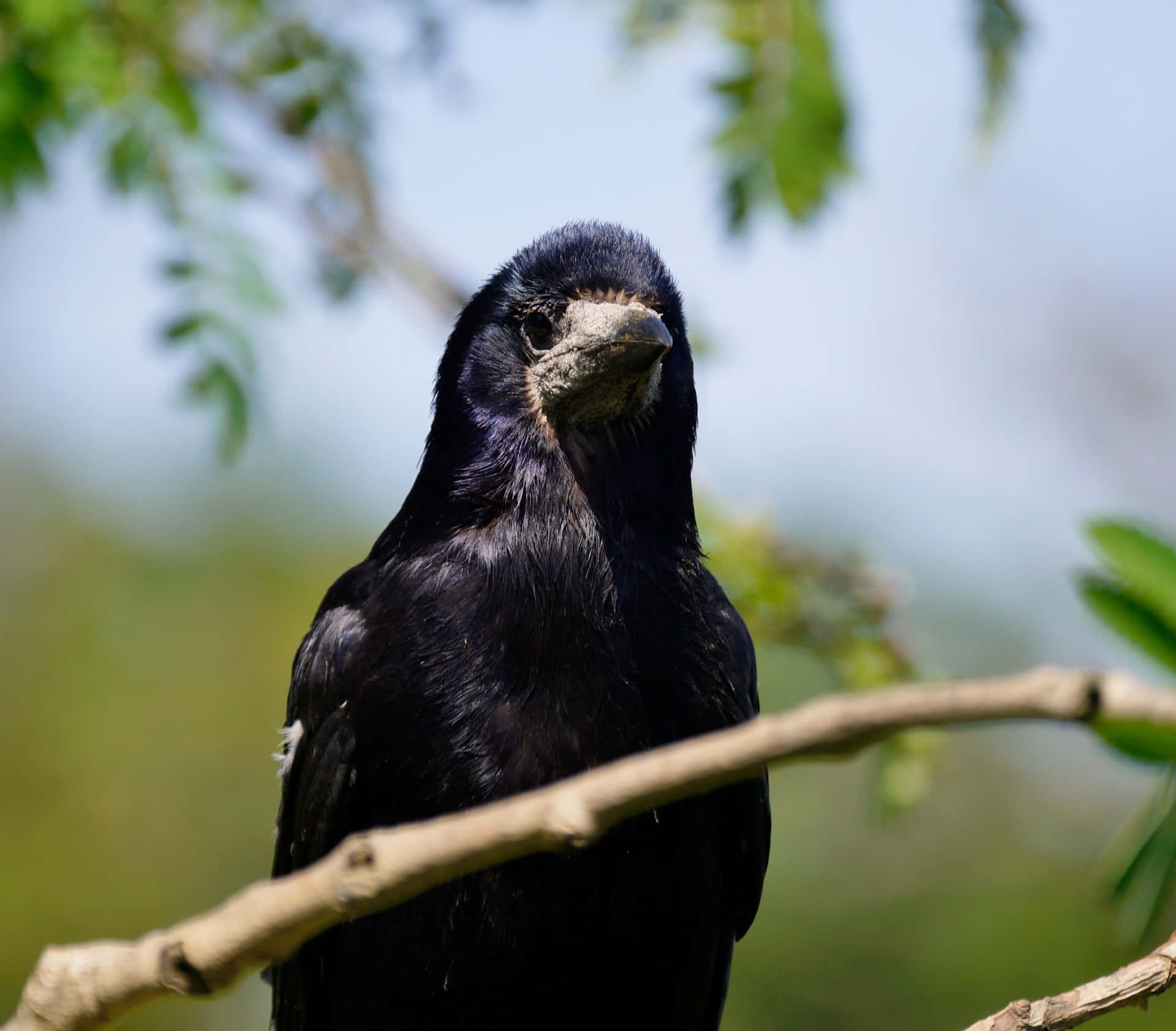 Rook Bird Perchedon Branch Wallpaper