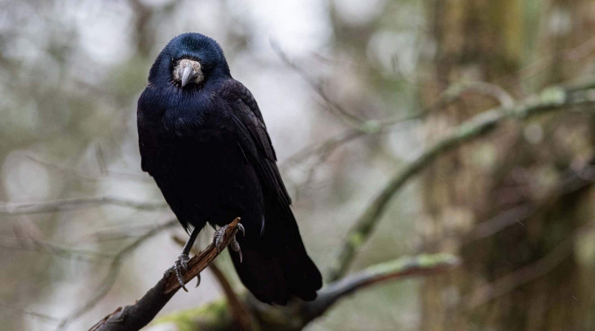 Rook Bird Perchedon Branch Wallpaper