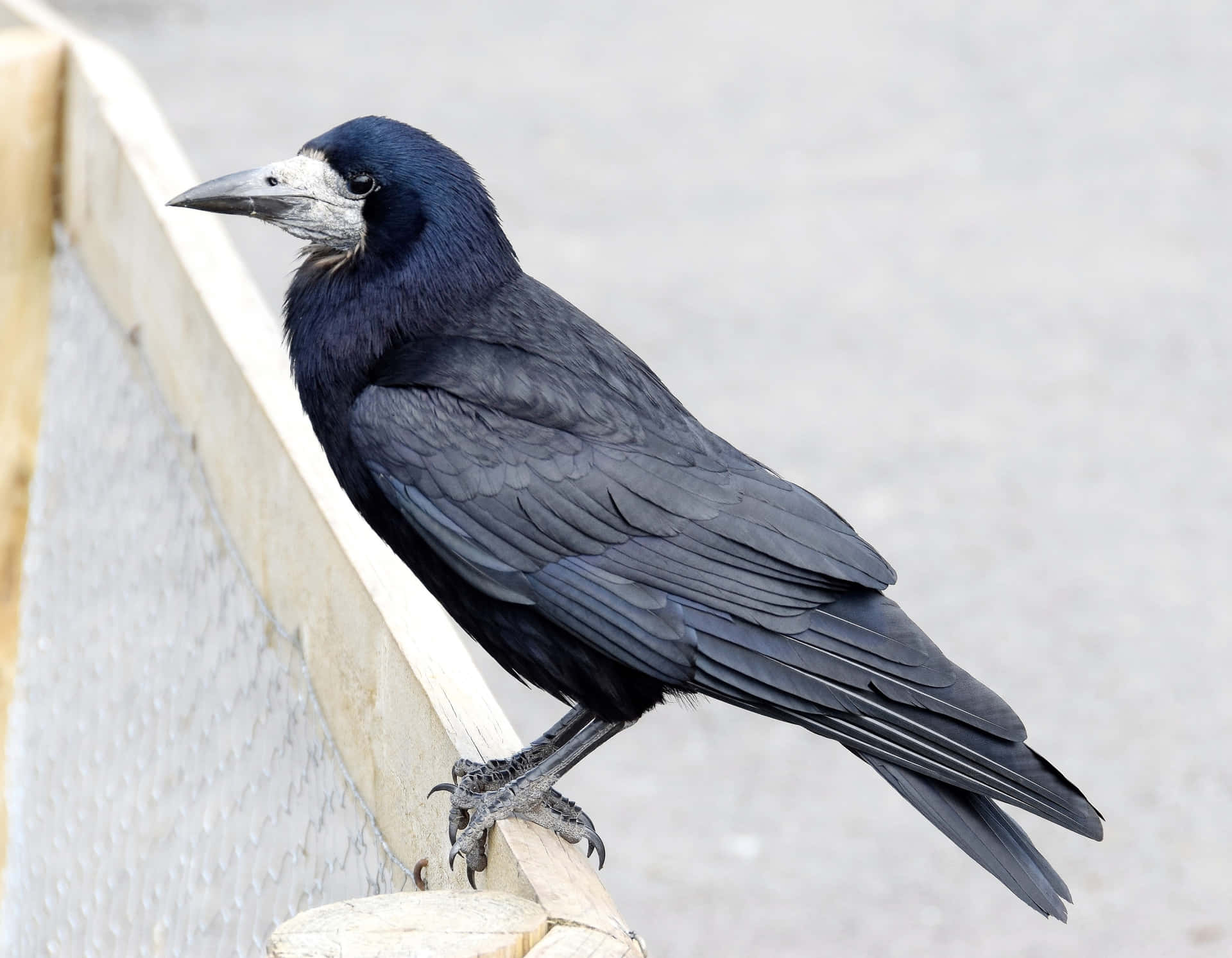 Rook Bird Perchedon Fence Wallpaper