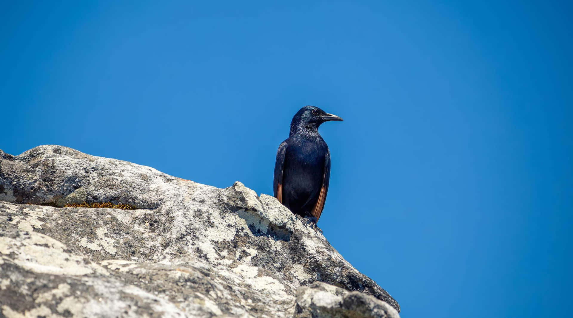 Rook Bird Perchedon Rock Wallpaper