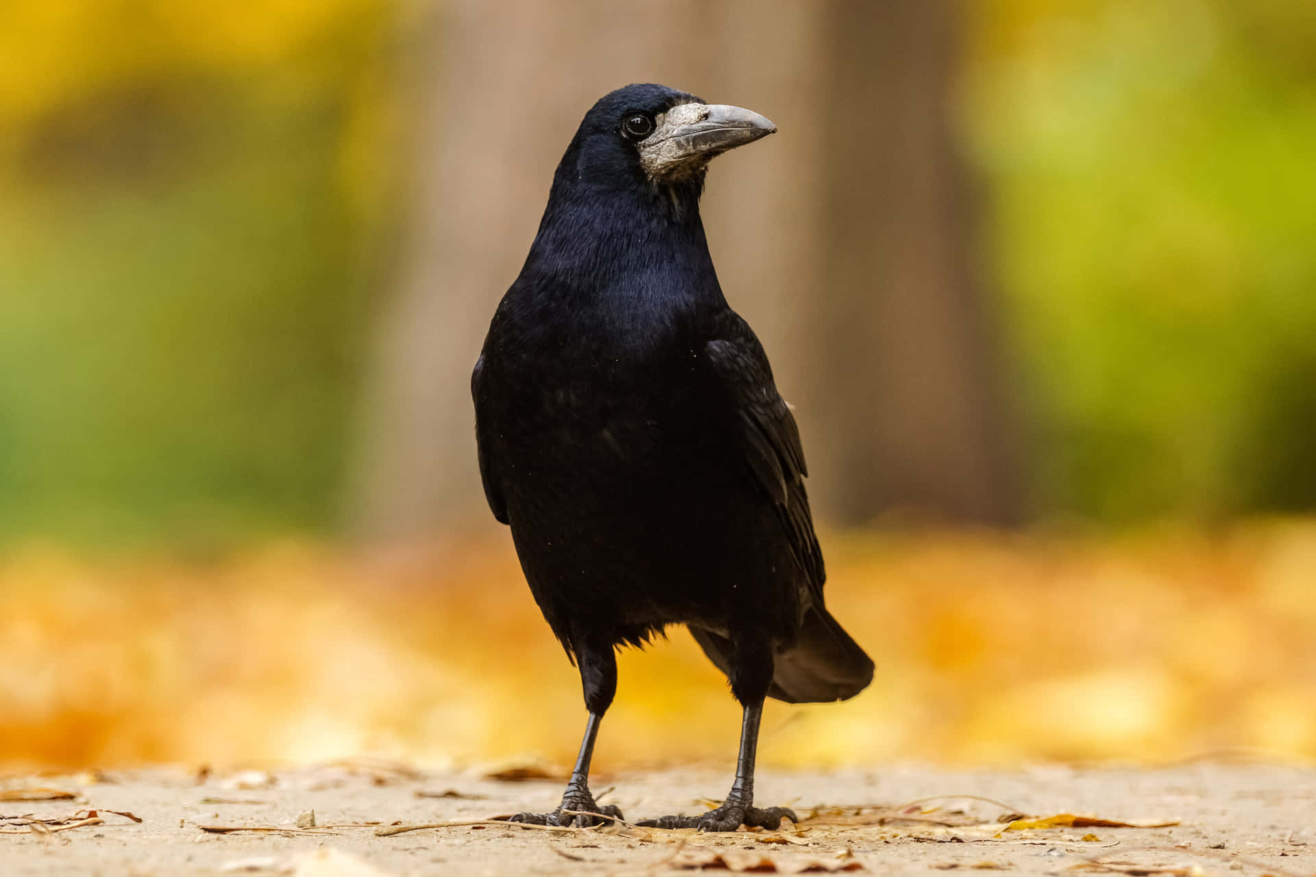 Kraai Staand Op Herfstbladeren Achtergrond