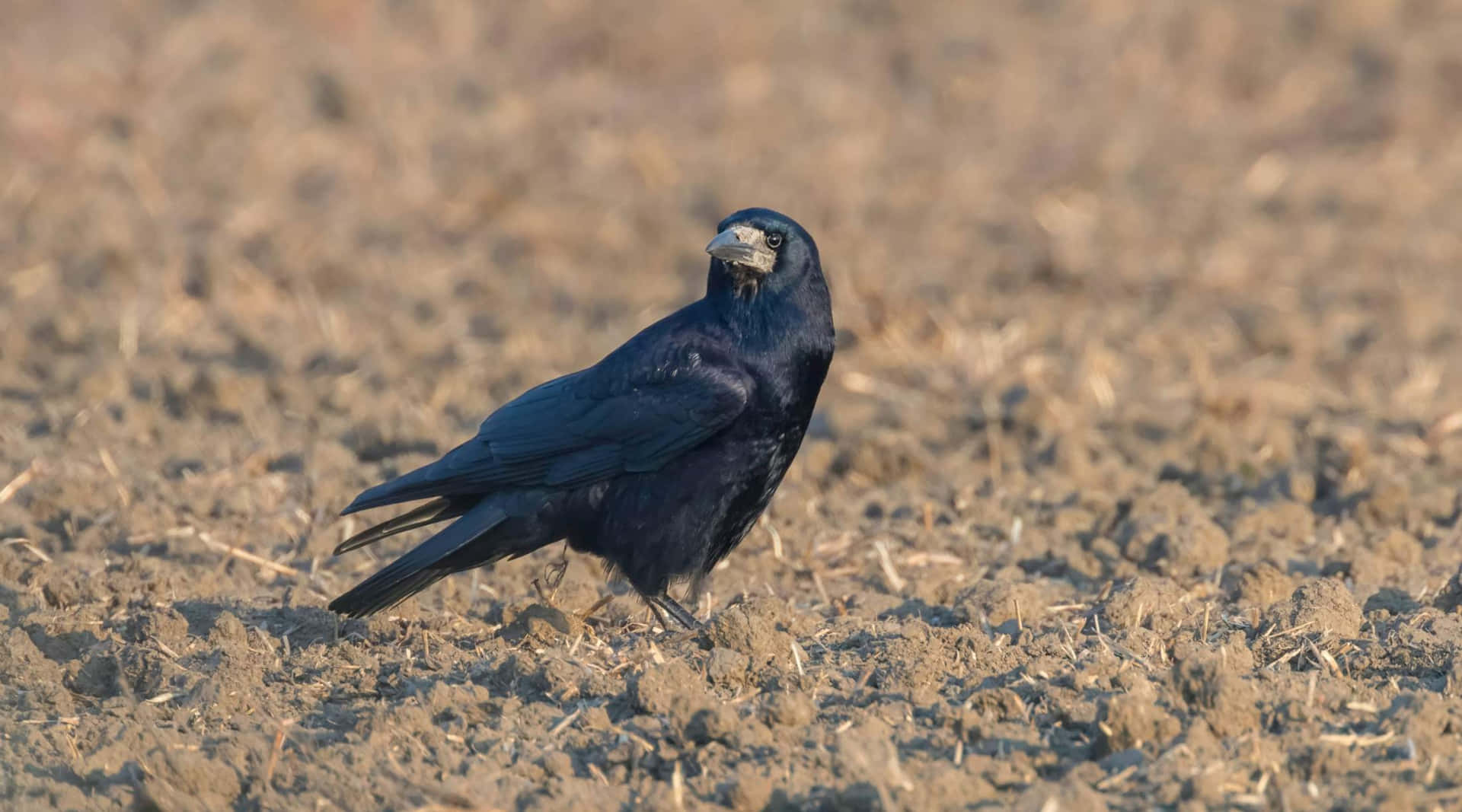 Rook Bird Standingin Field Wallpaper