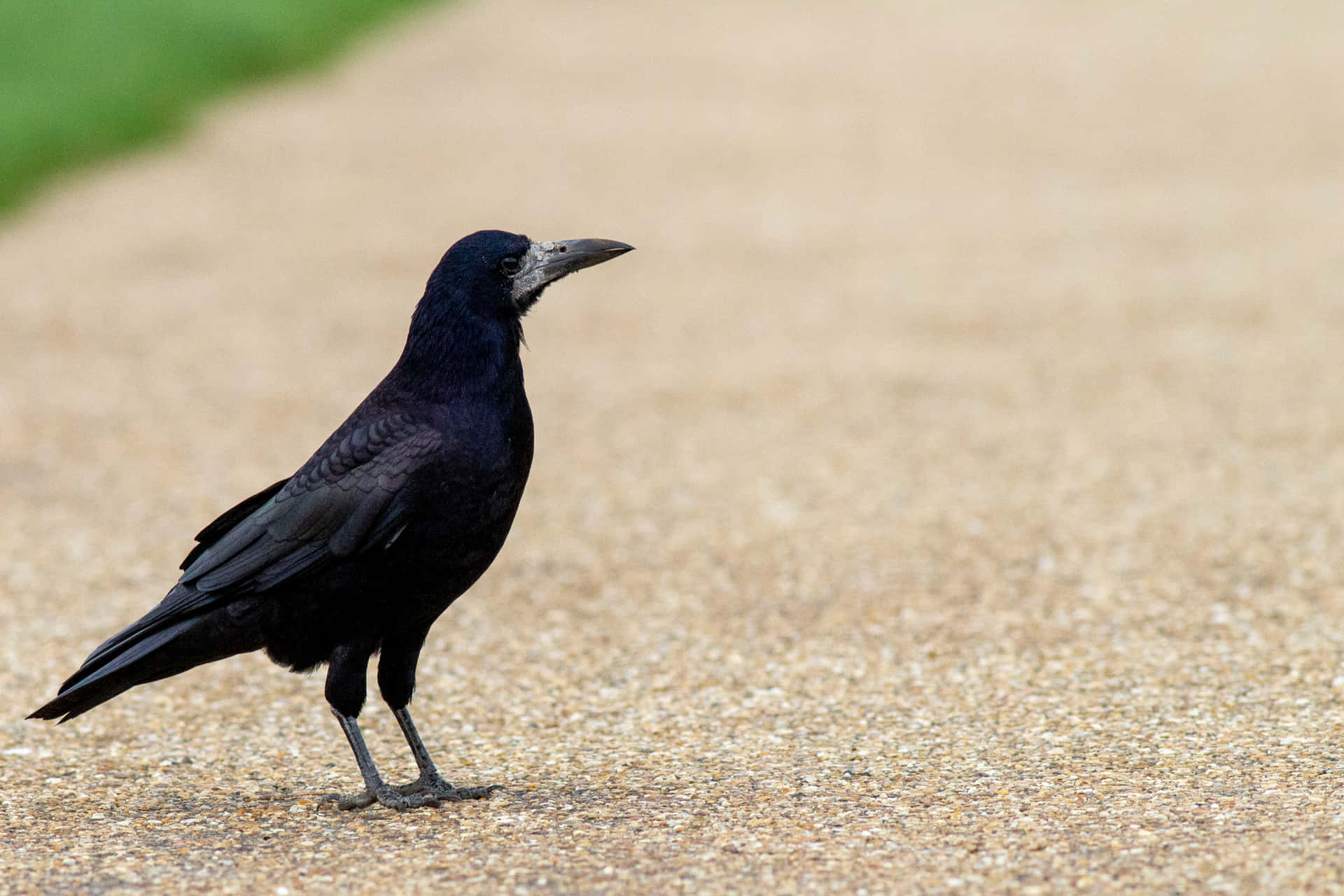 Rook Bird Standingon Pathway Wallpaper