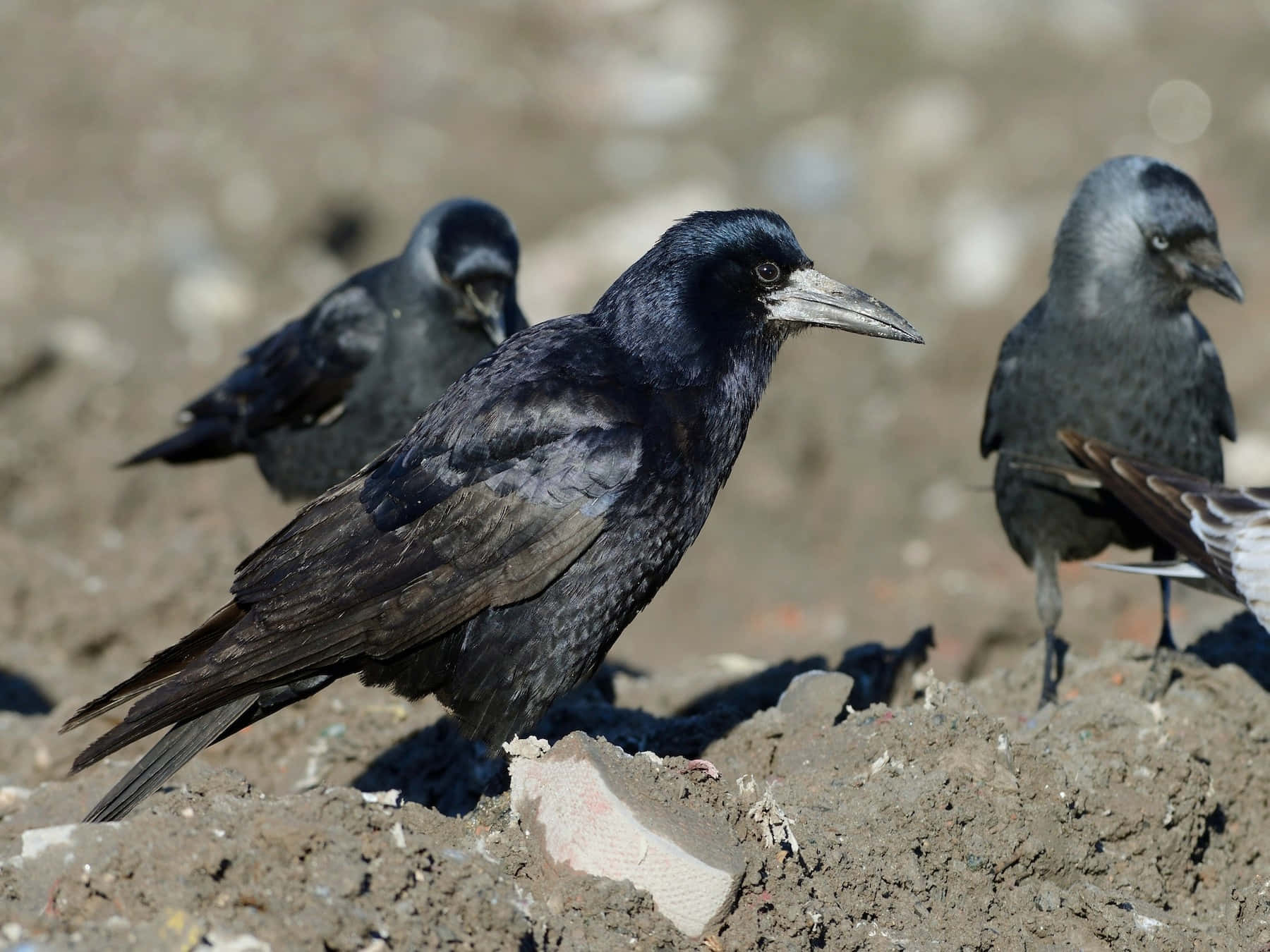 Rooks Gathering On Ground.jpg Wallpaper