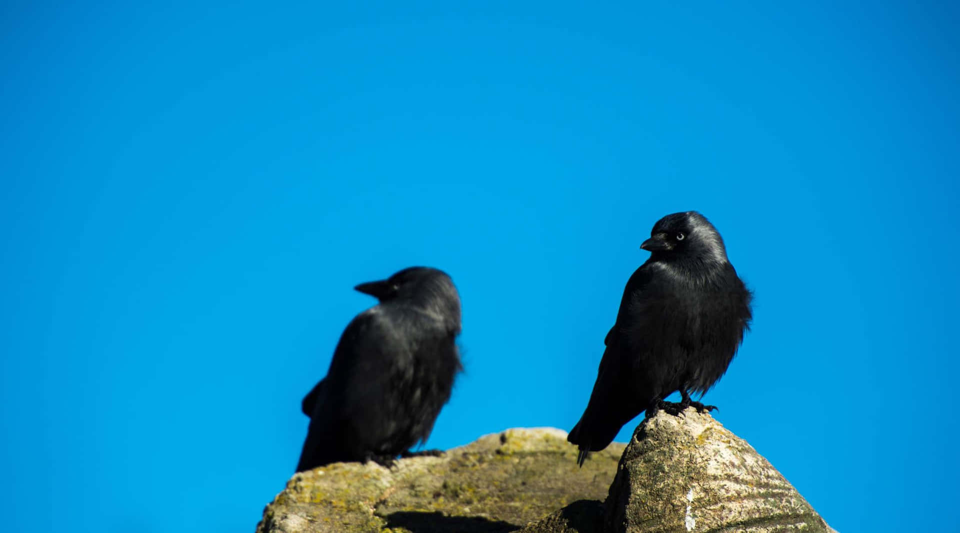 Rooks Perchedon Rock Against Blue Sky Wallpaper