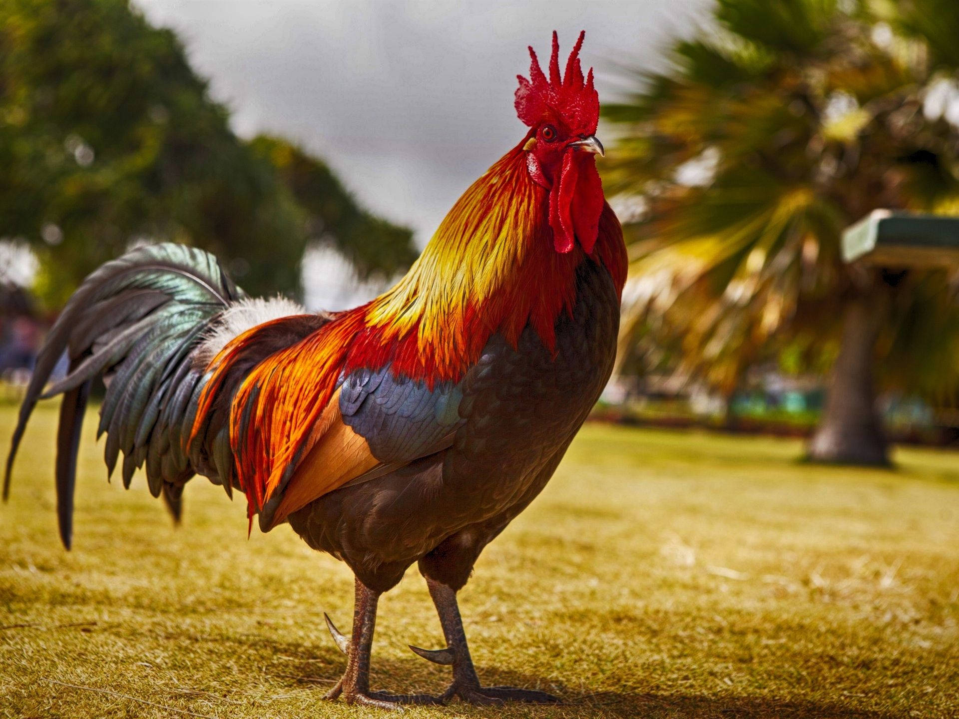 Rooster In Farm Ground Wallpaper
