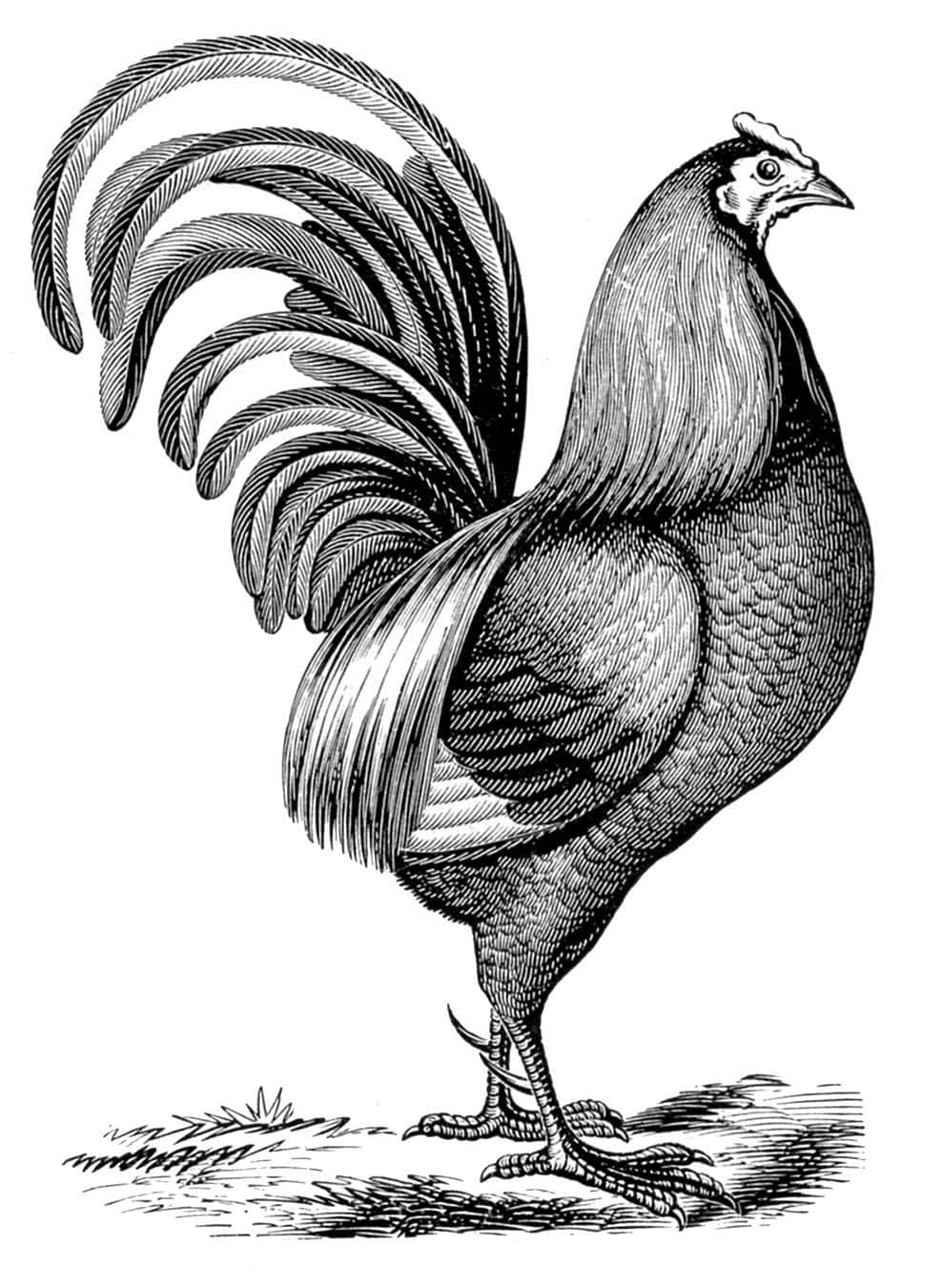 Rooster Pictures