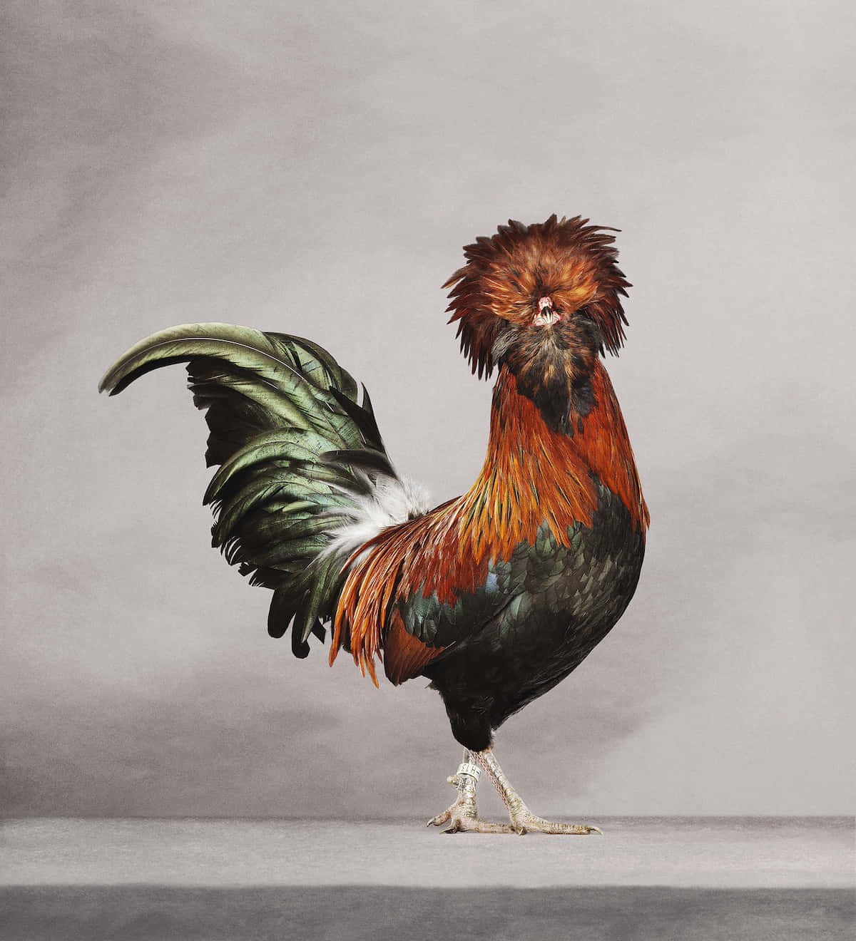 Rooster Pictures