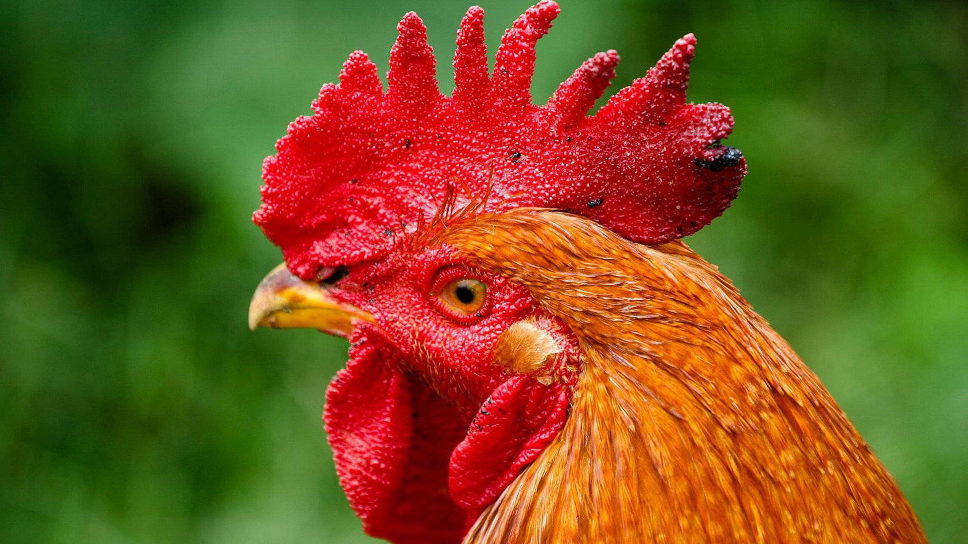 Majestic Rooster Displaying Vibrant Plumage Wallpaper