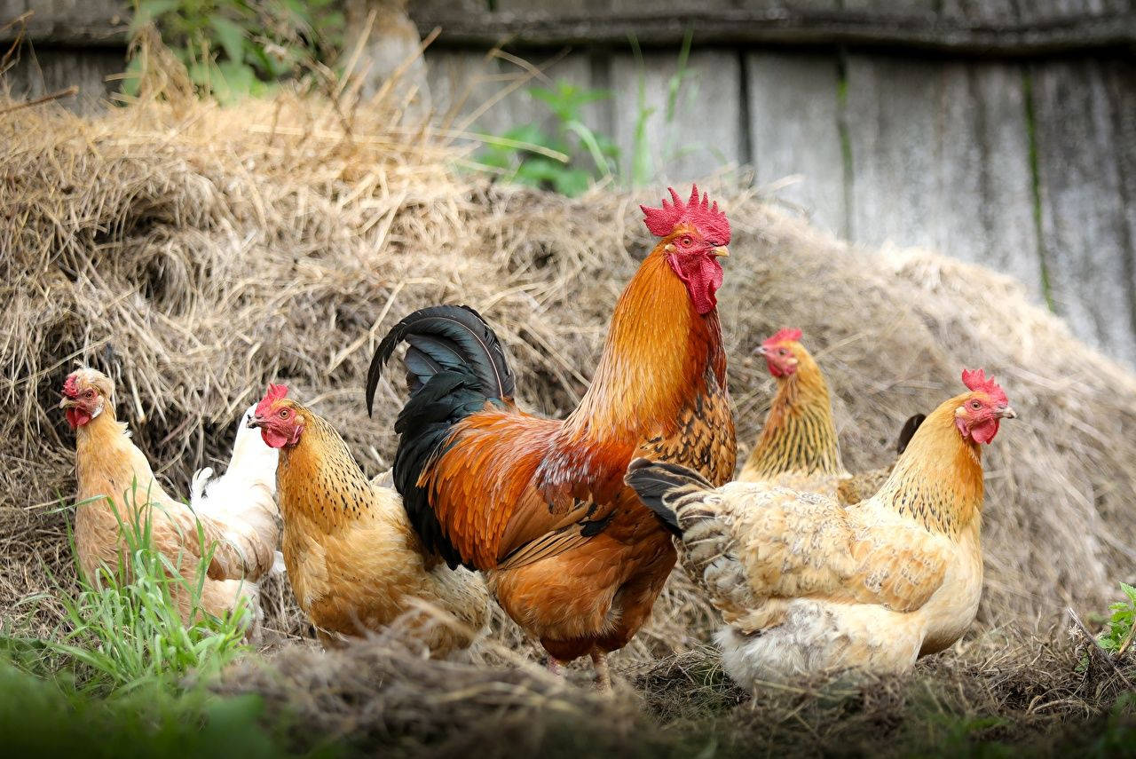 Rooster With Chickens In Barn Background