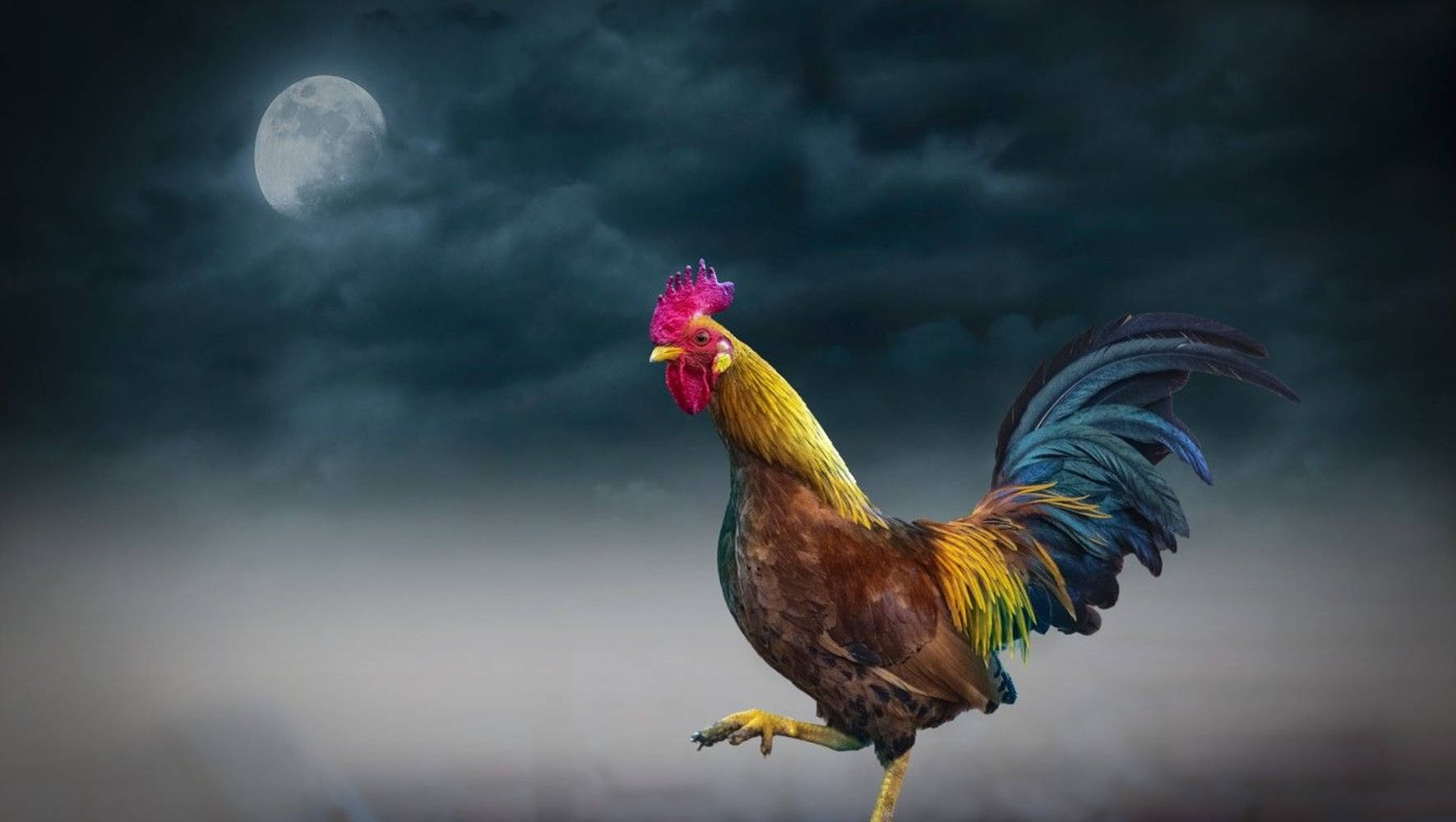 Rooster With Cloudy Full Moon Wallpaper