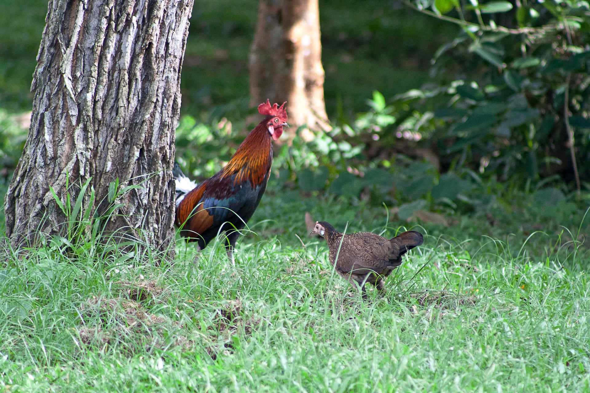 Roosterand Henin Natural Habitat.jpg Wallpaper