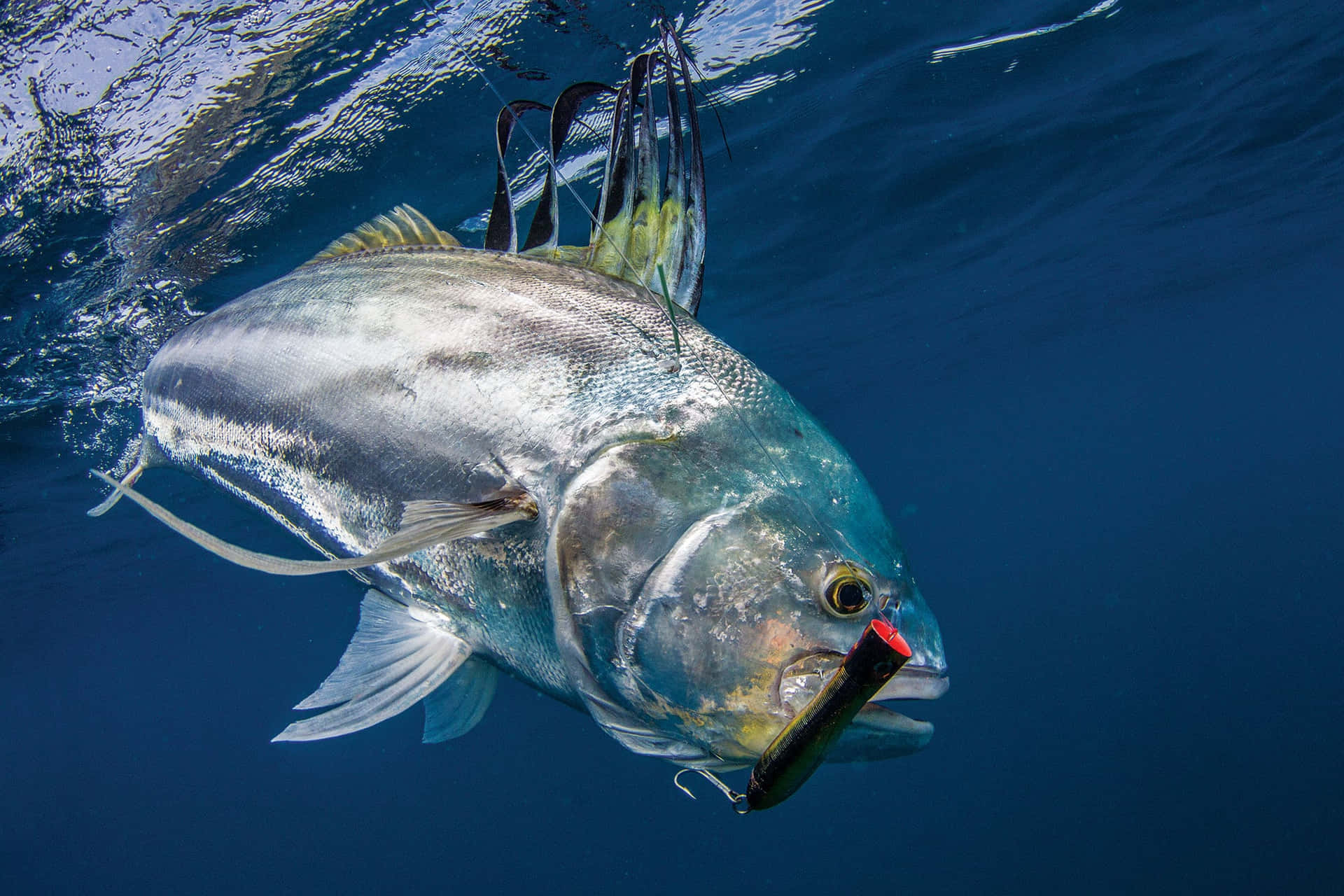 Download Roosterfish Caughtand Released Underwater Wallpaper ...