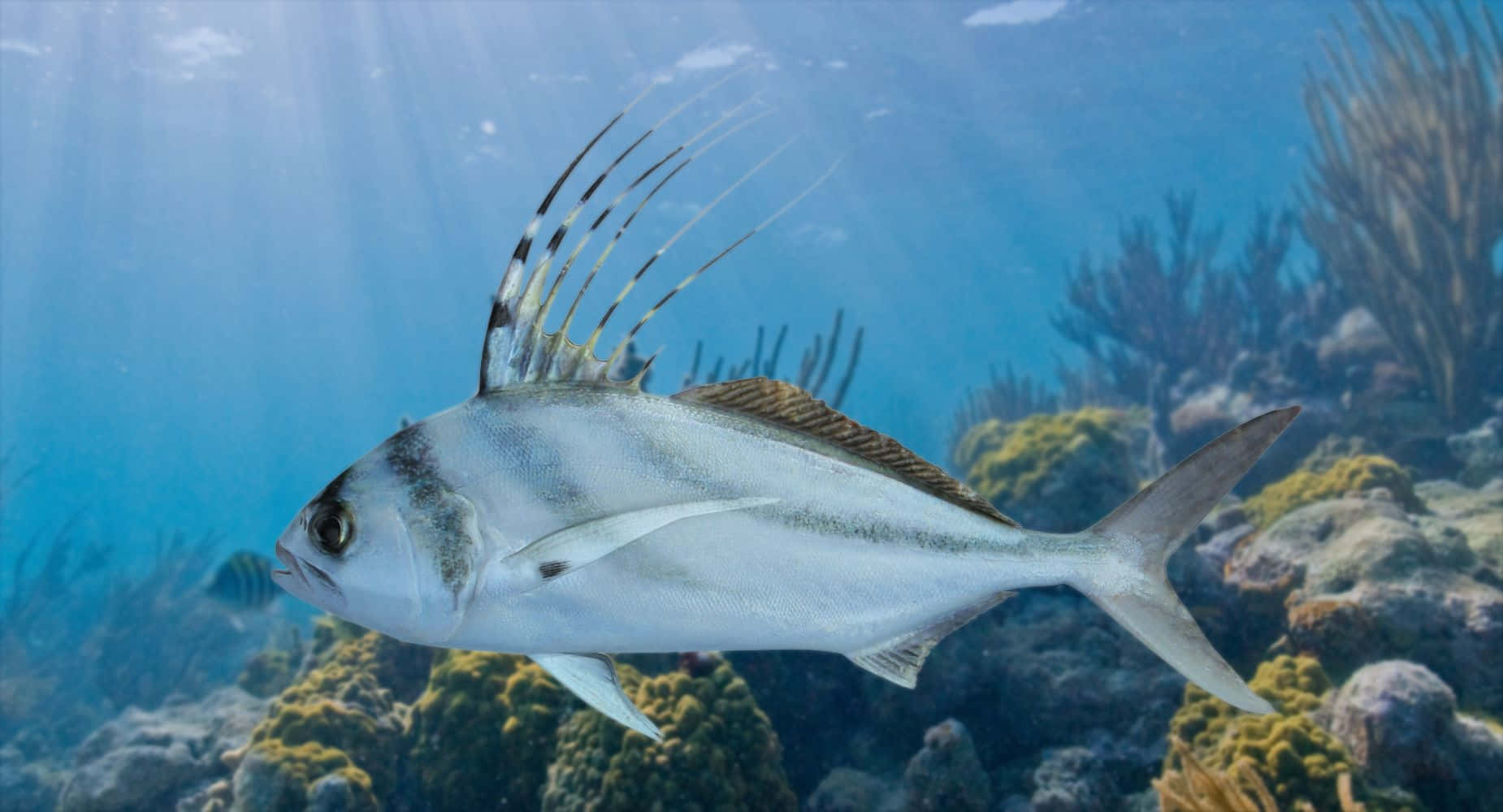 Download Roosterfish Swimming Underwater Wallpaper | Wallpapers.com