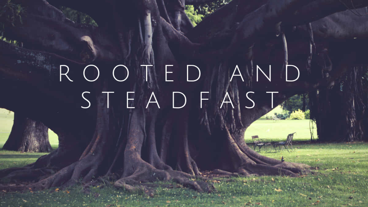 Rootedand Steadfast Tree Wallpaper
