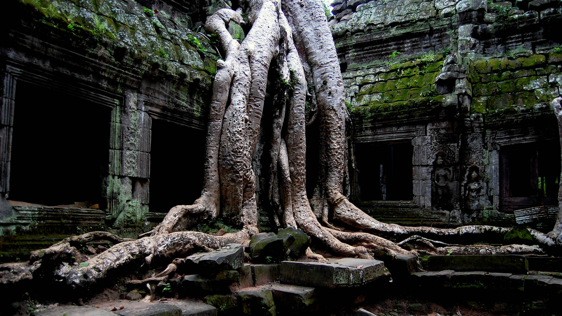 Roots In Ta Prohm Cambodia Wallpaper