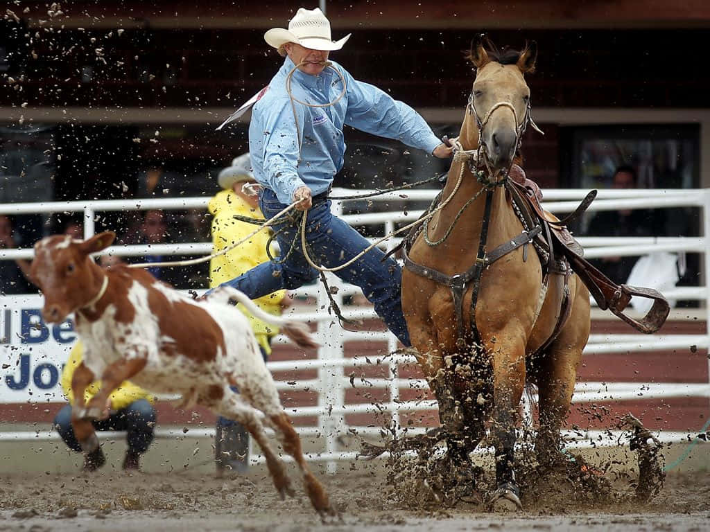 Professional Cowboy Roping a Cow